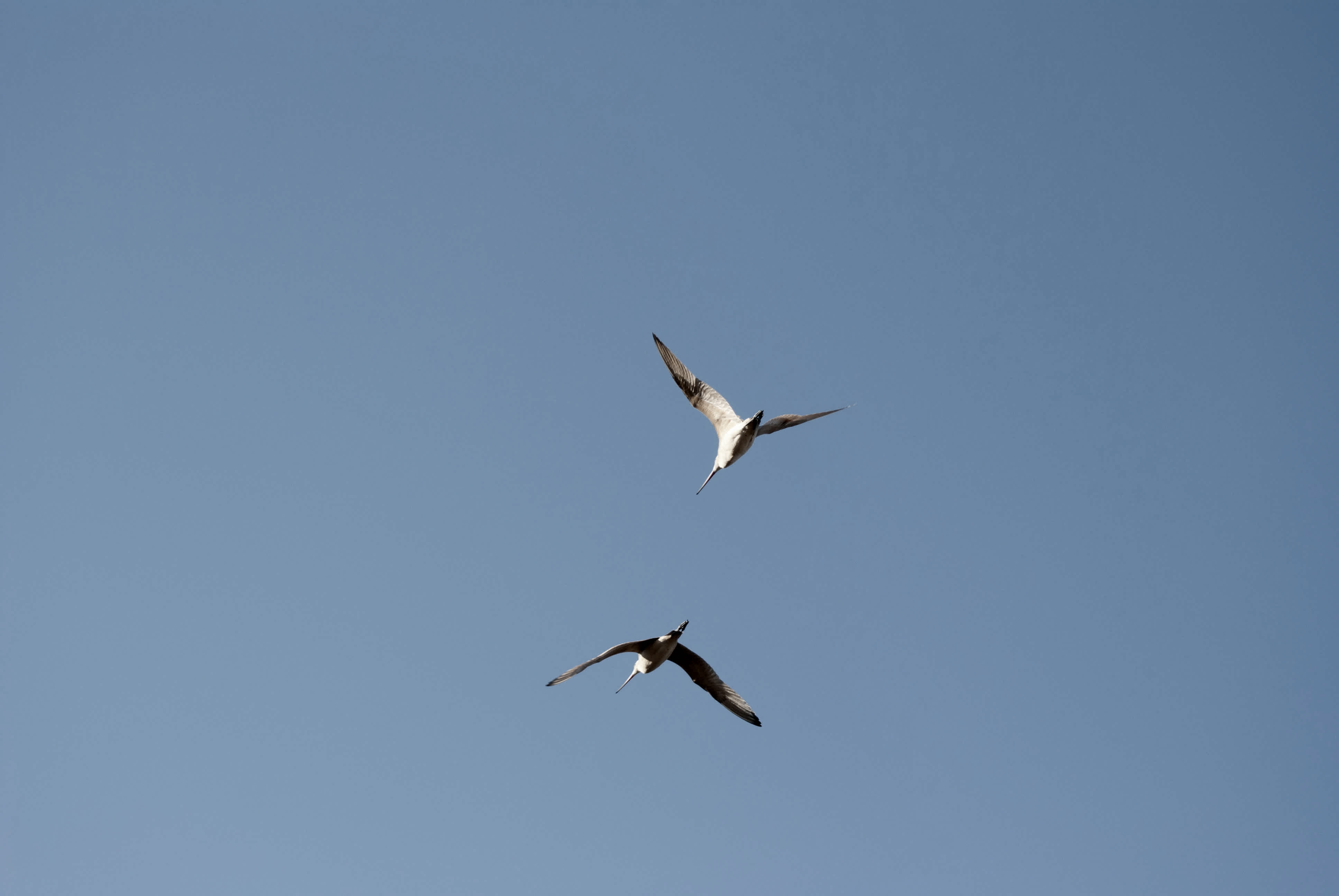 Two birds flying in the sky.