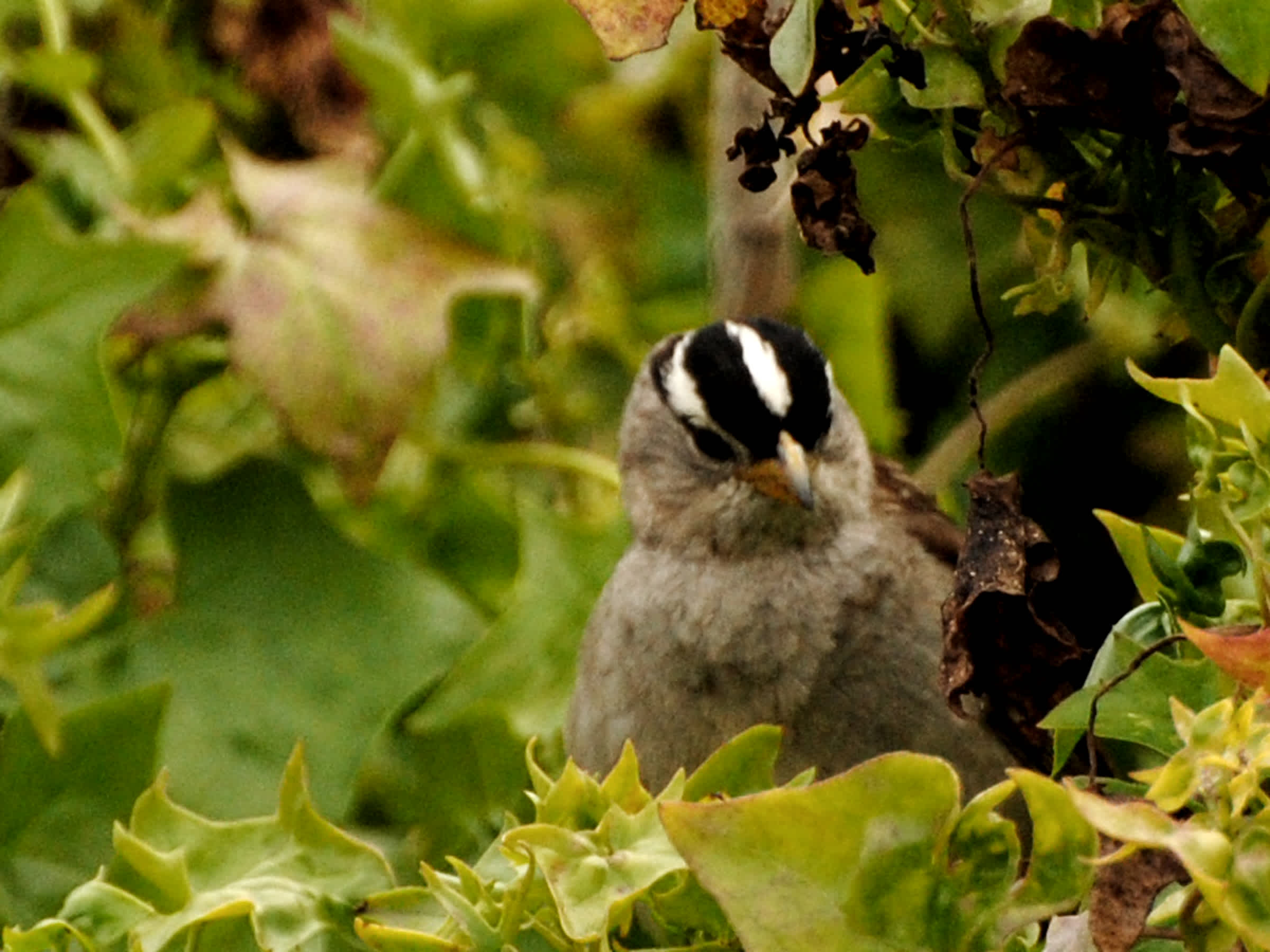 Bird sitting among the leaves.
