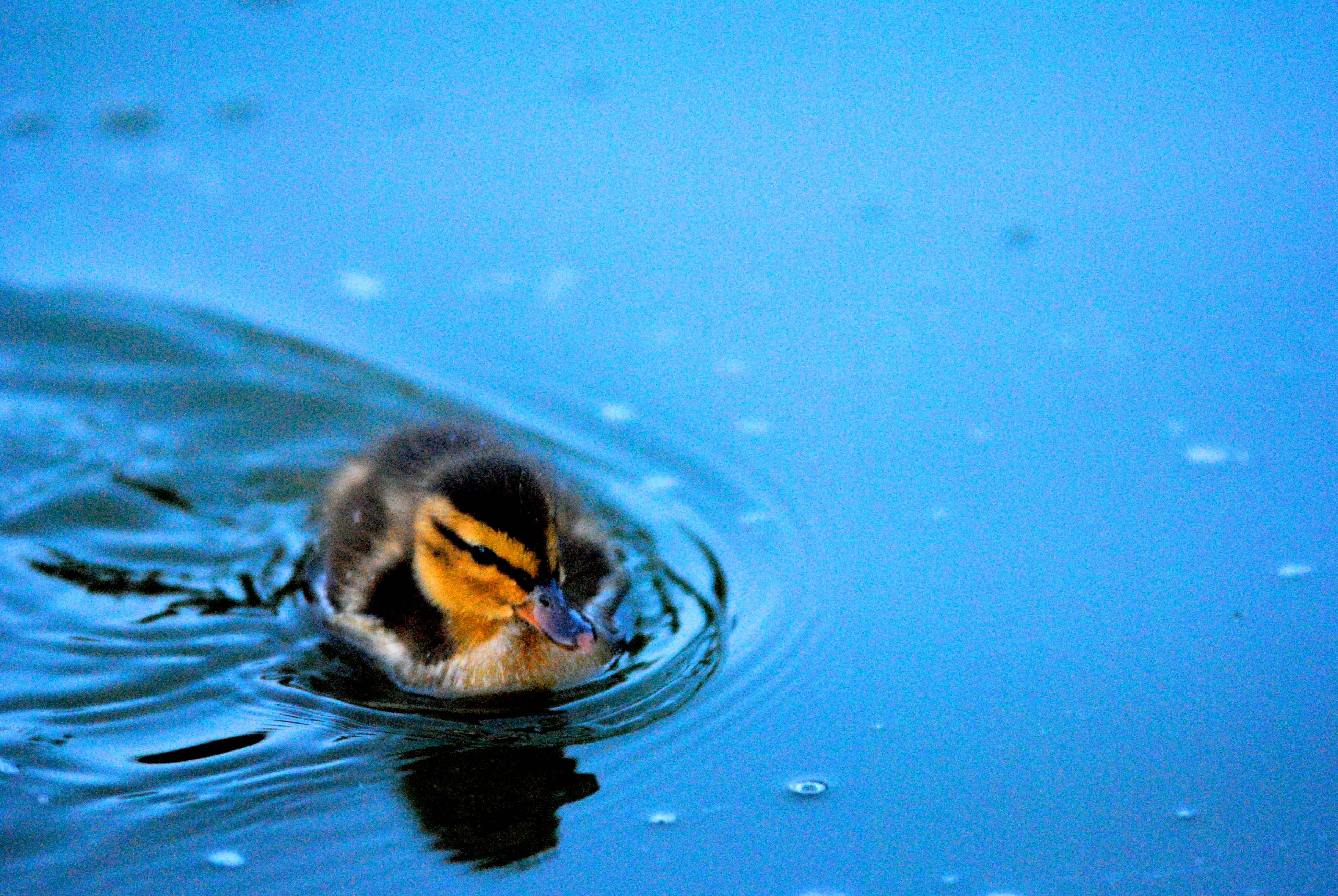 Duckling swimming in blue water.
