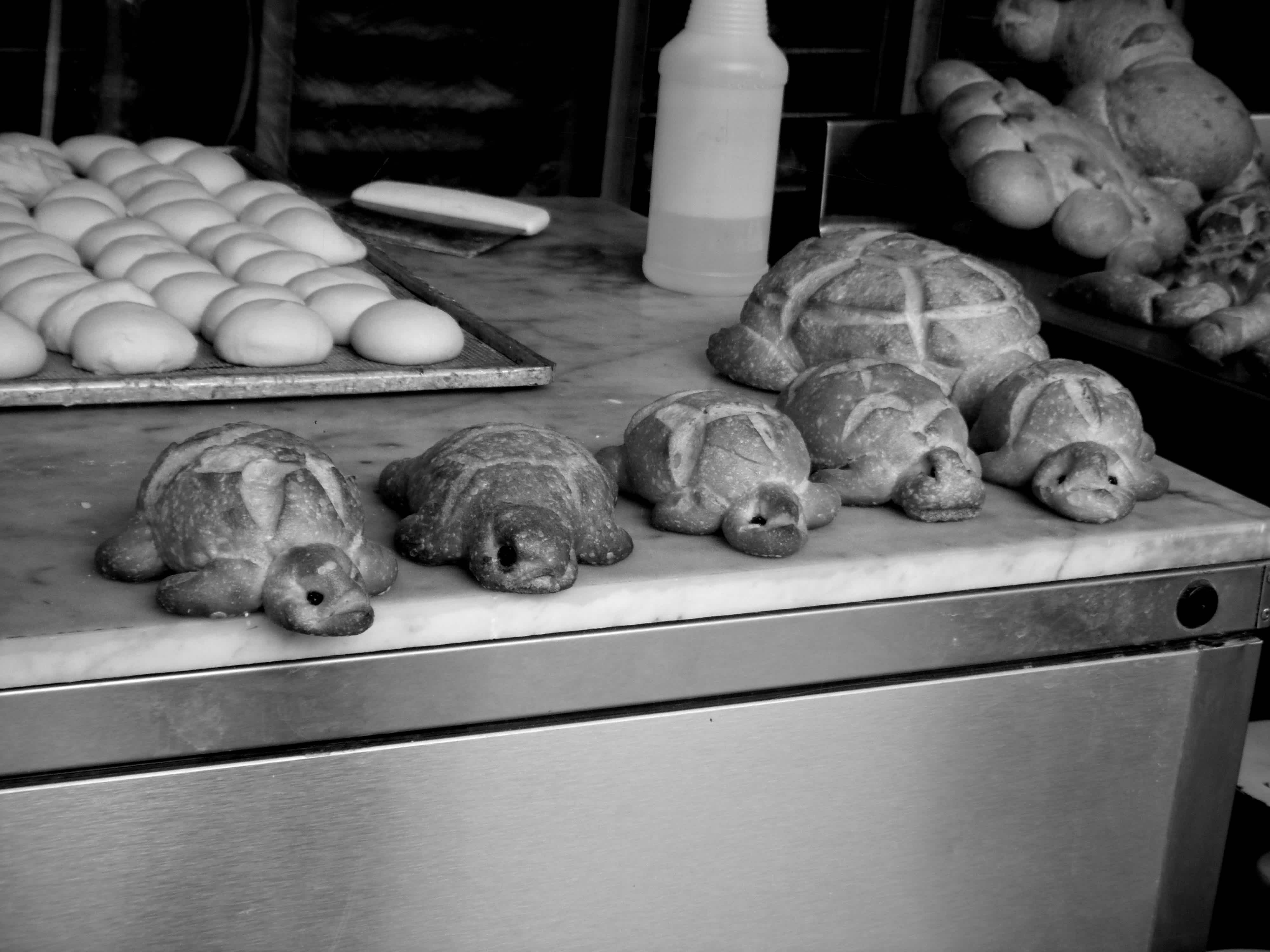 Bread shaped like turtles in black and white in Embarcadero, San Francisco, California.