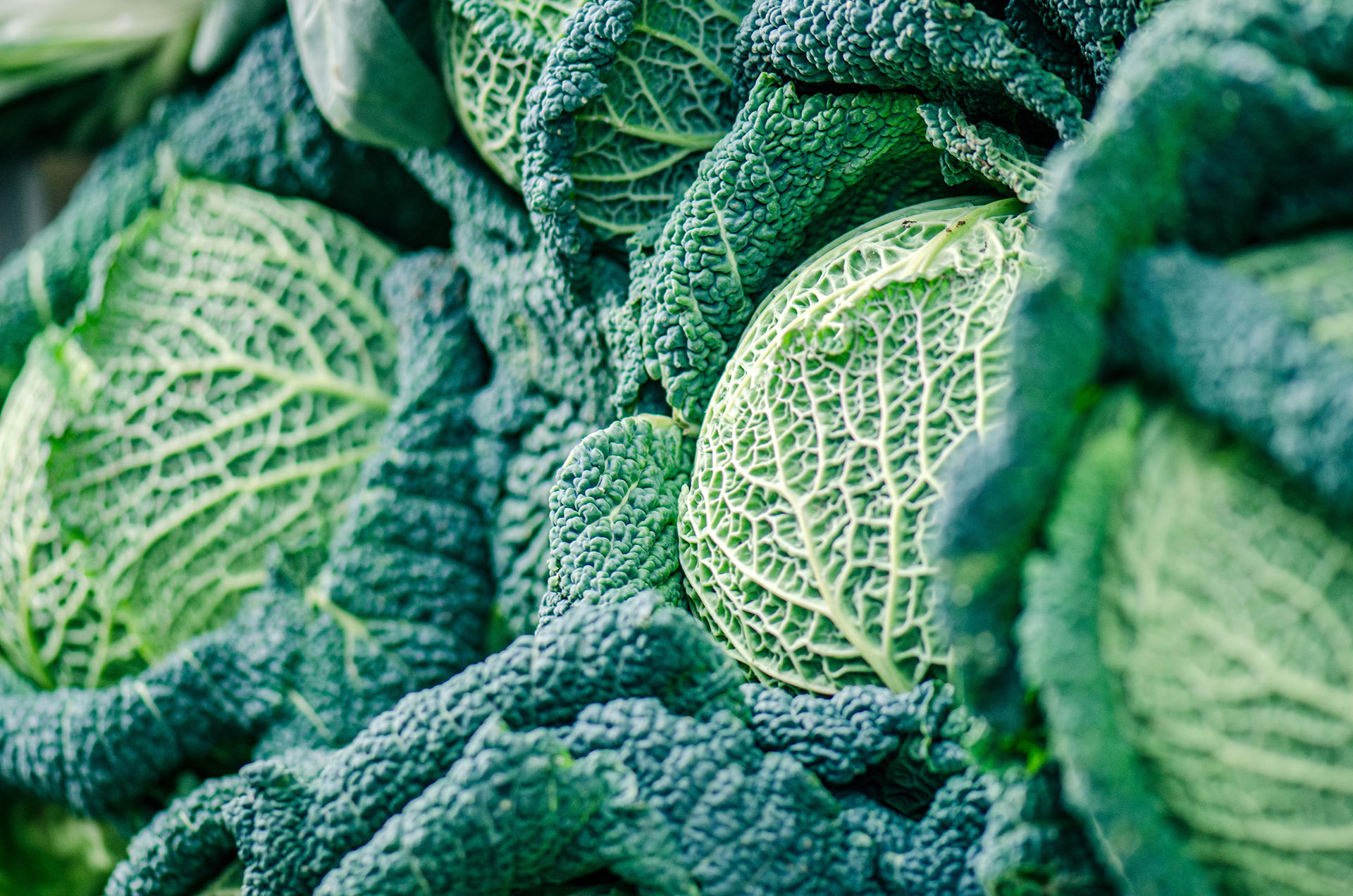 Cabbage