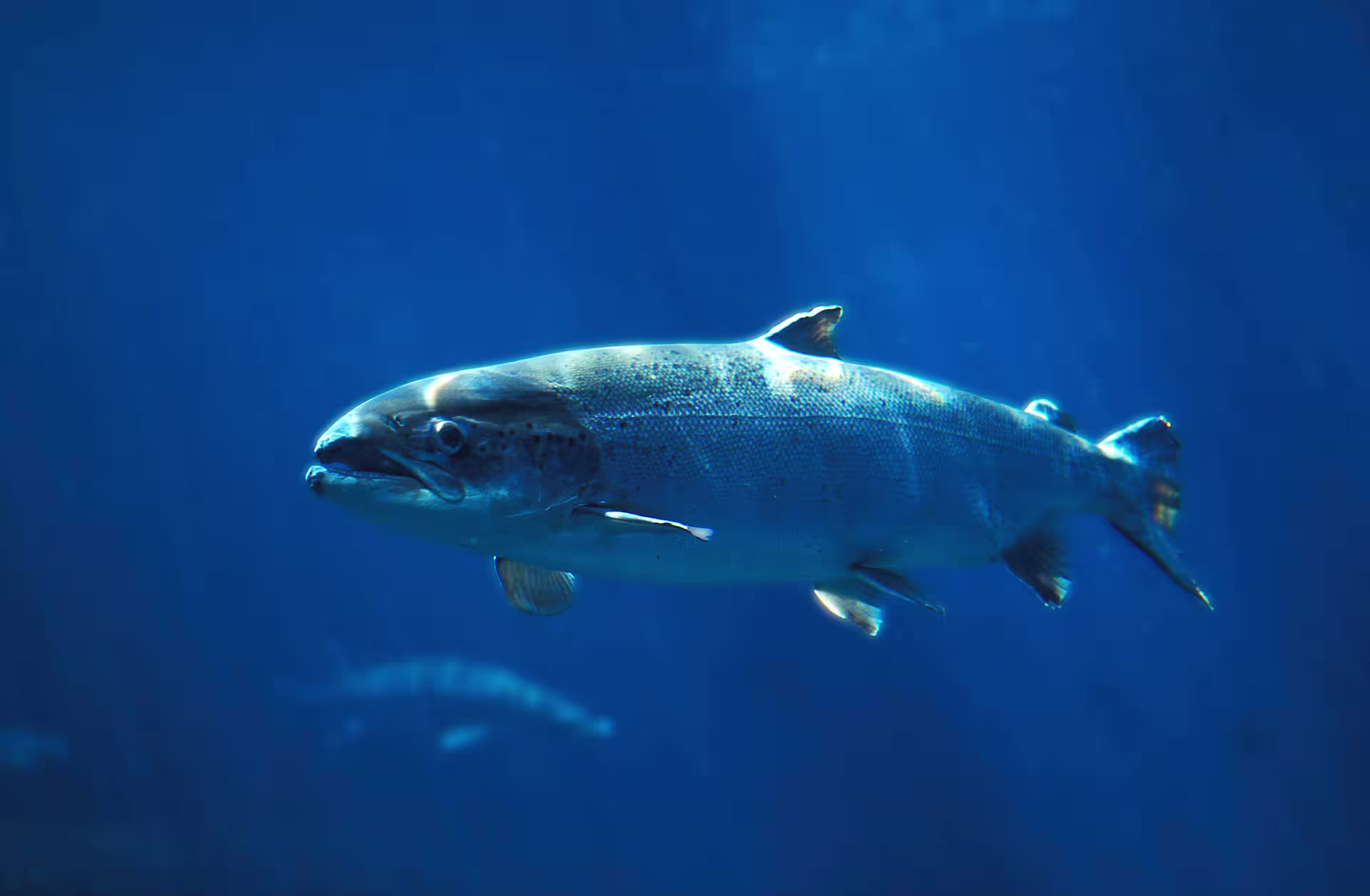 Salmon in water