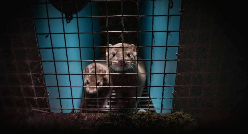 Two minks in a cage