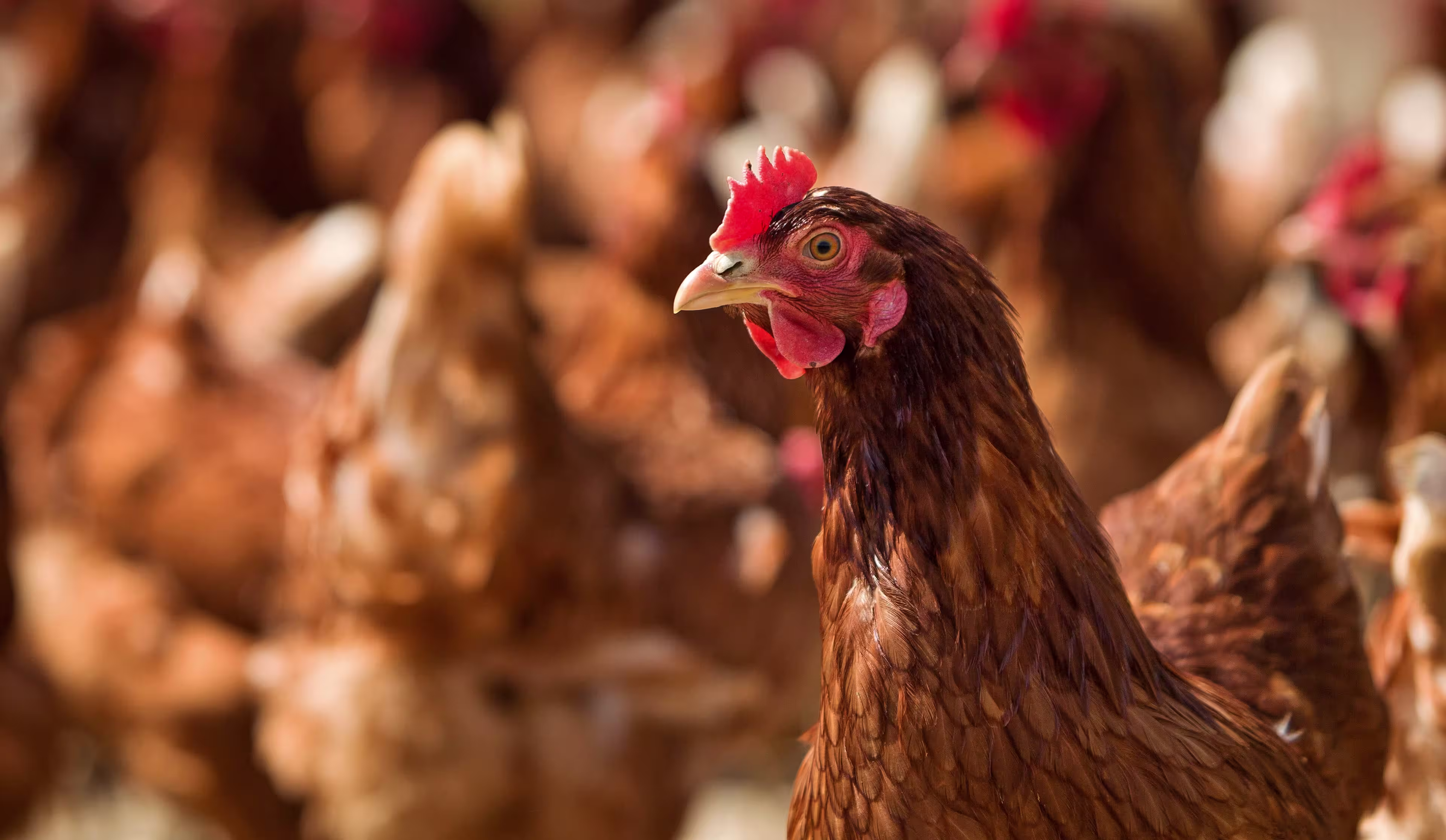 large-group-brown-chickens-soft-background-focus-single-chicken-eye-contact