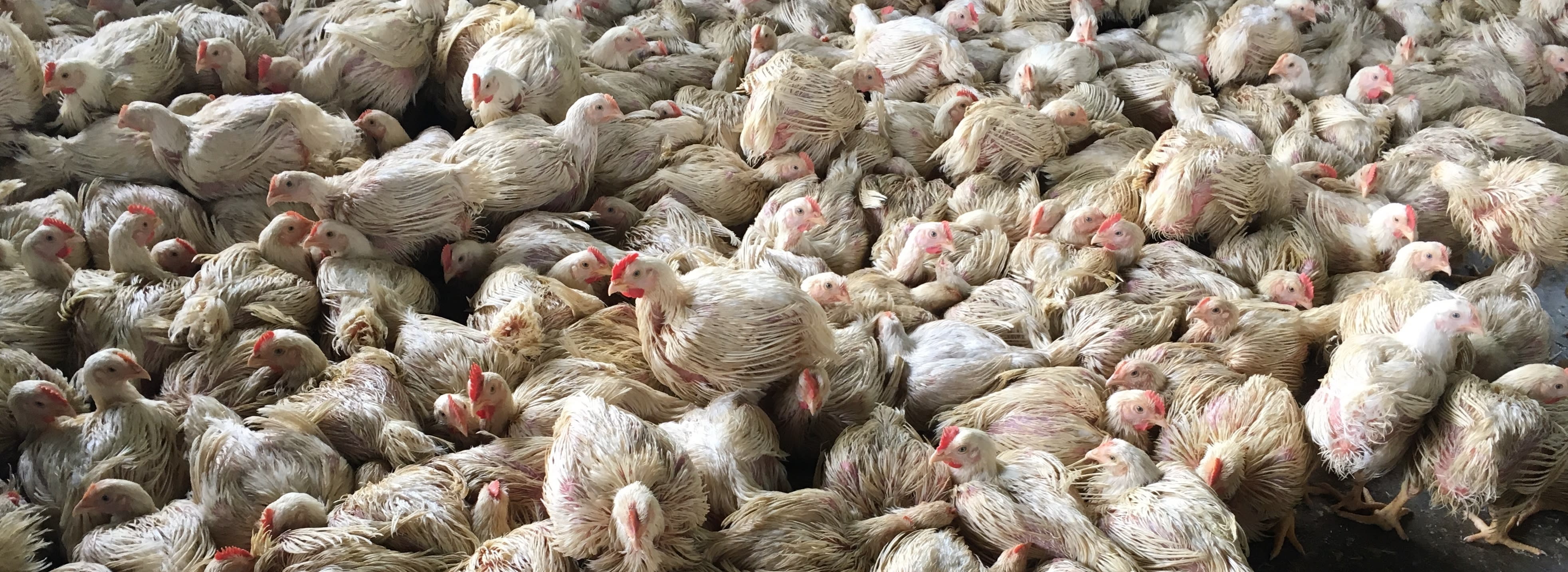 Broiler chickens crowded together in a shed
