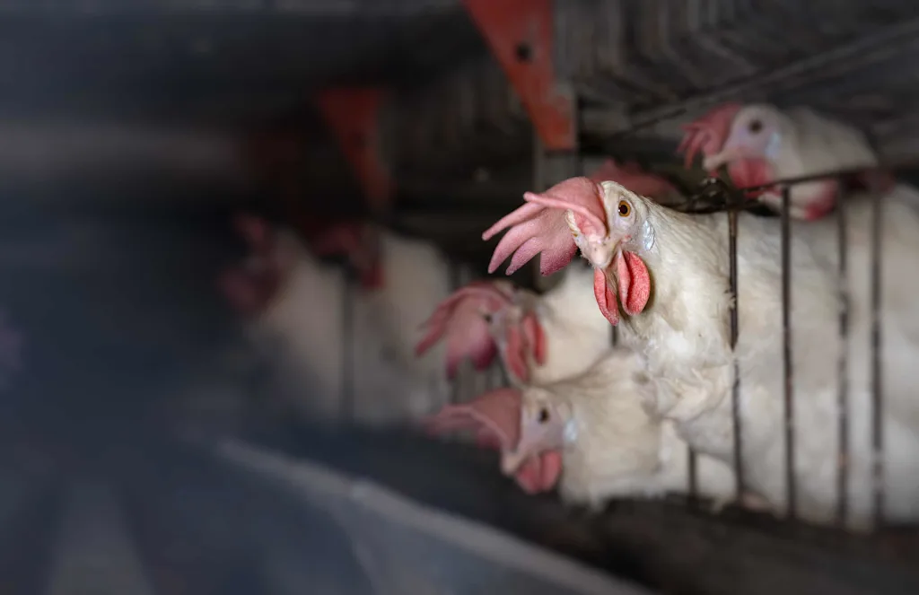 Food Lion Carousel Image