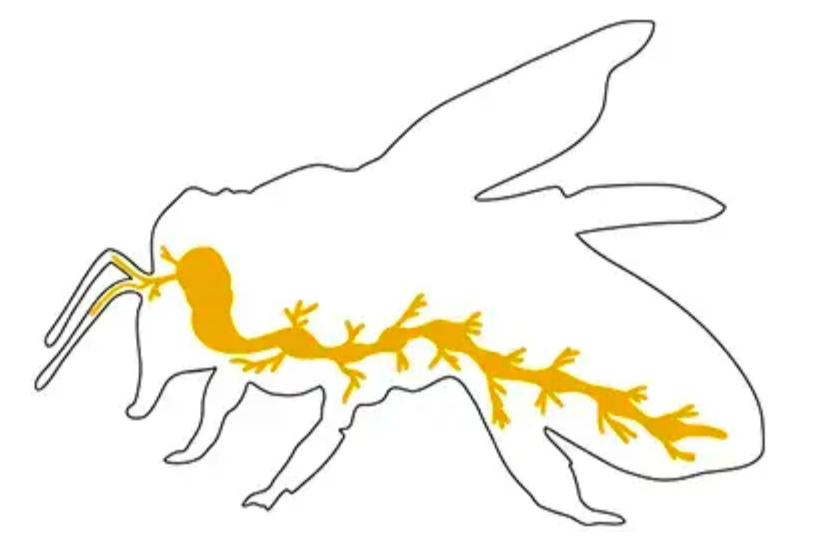 Insect nervous system