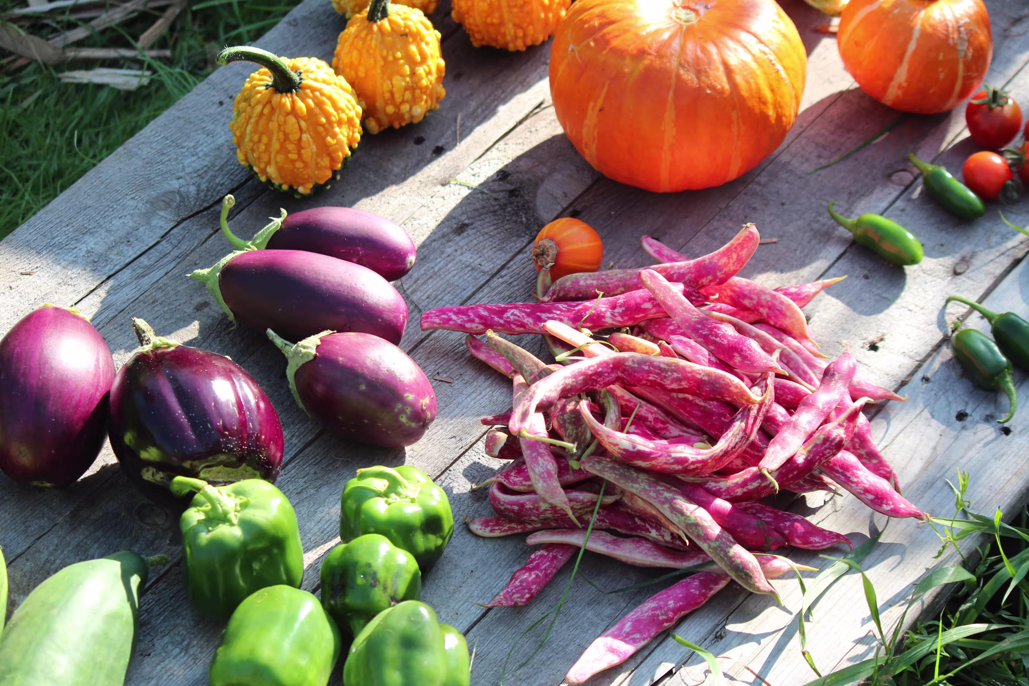 tania-malrechauffe-SVeevsKjjuM-unsplash