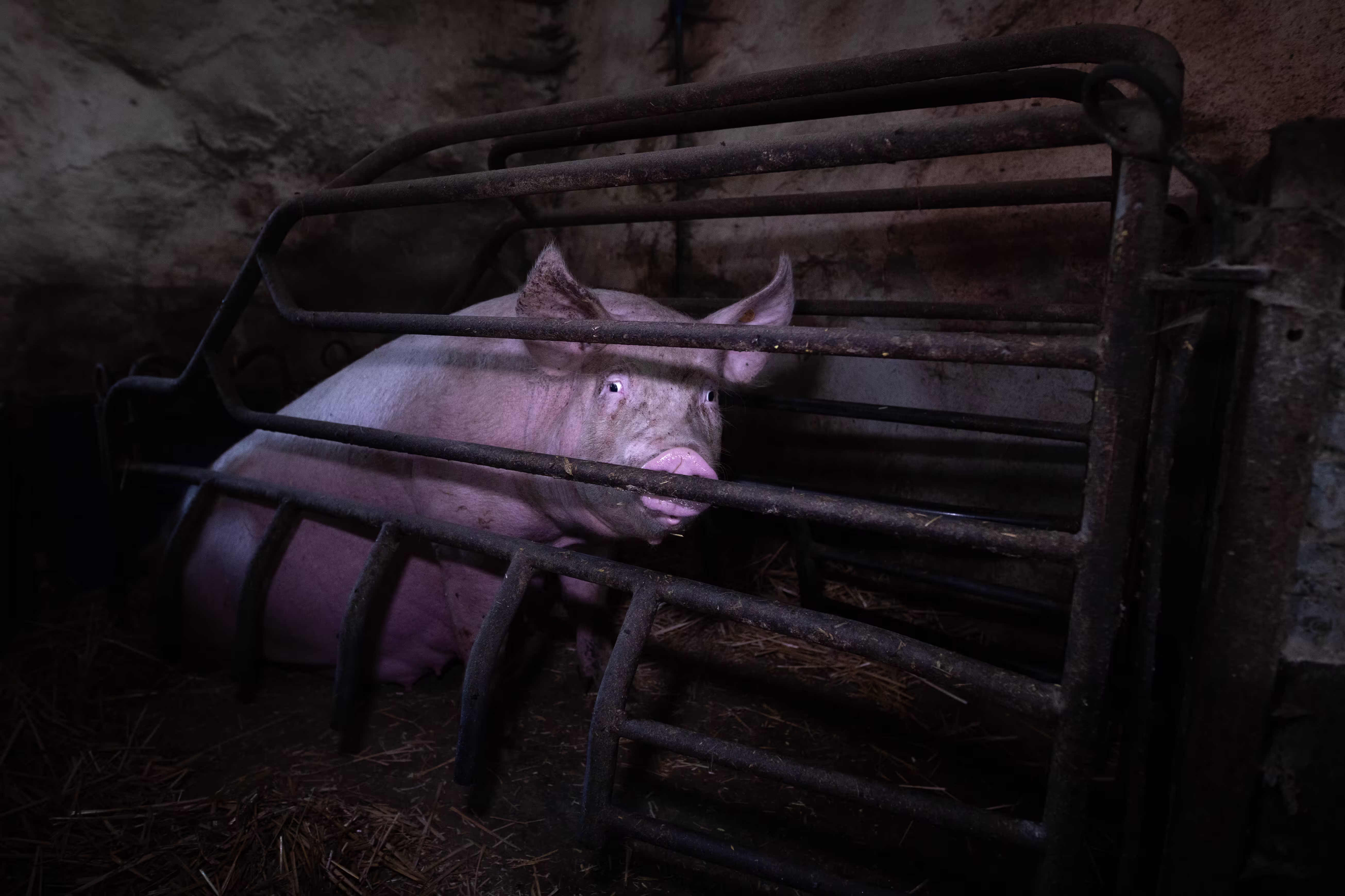 A pig looks out from behind bars in a typical factory farm environment.