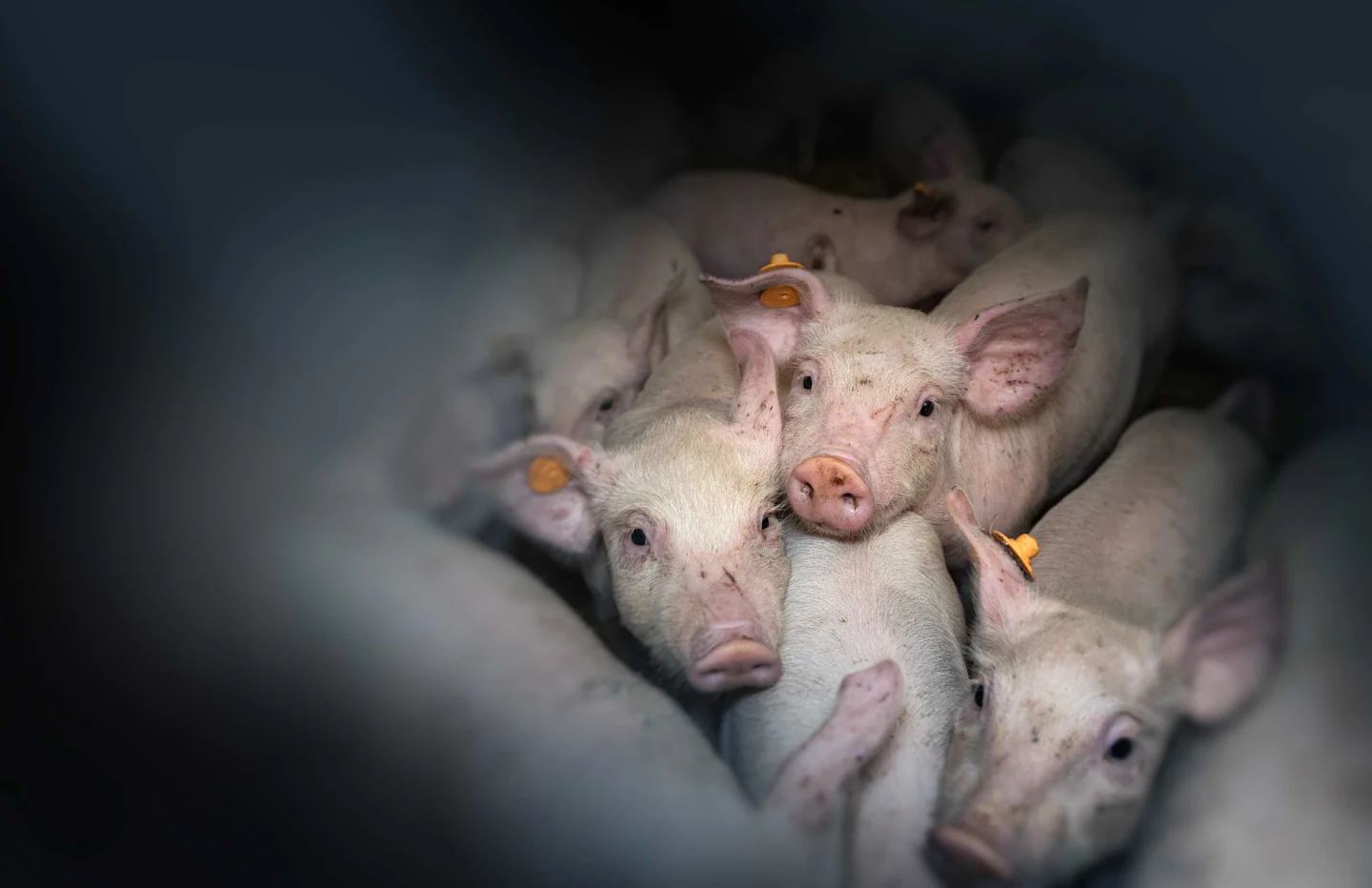 hp-hero-pigs credit-Andrew-Skowron---We-Animals desktop
