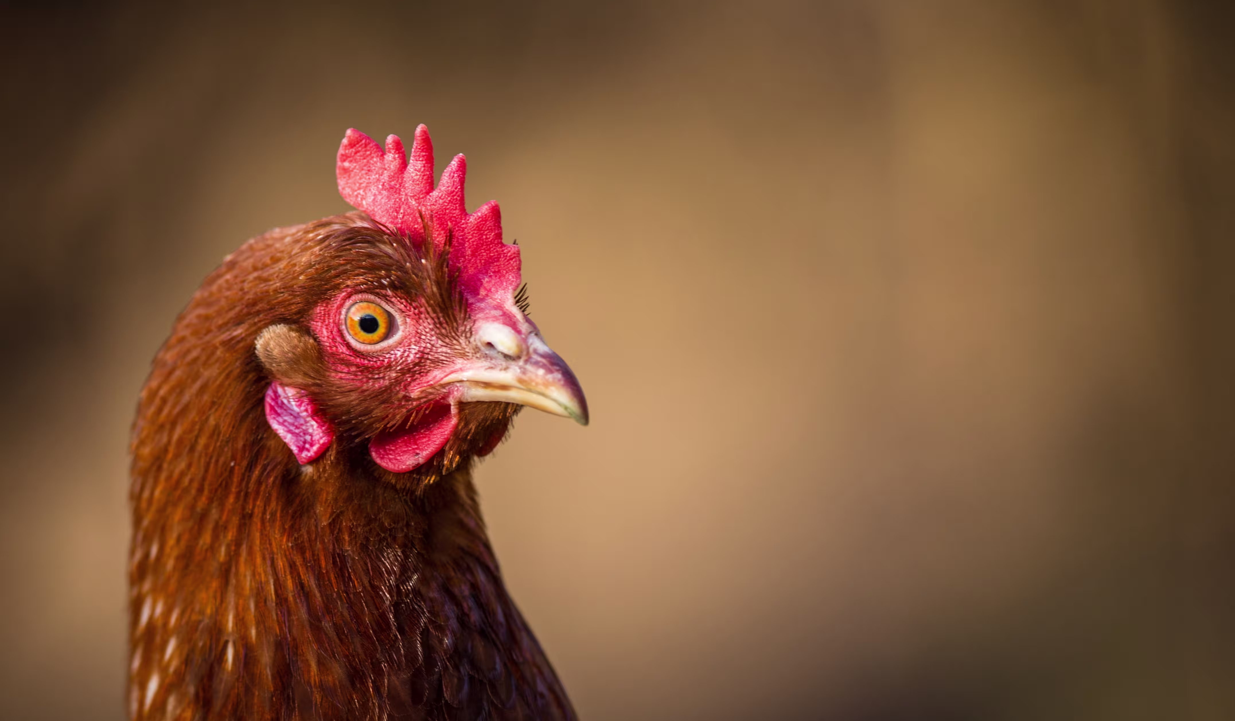 Close up of hen looking into the distance