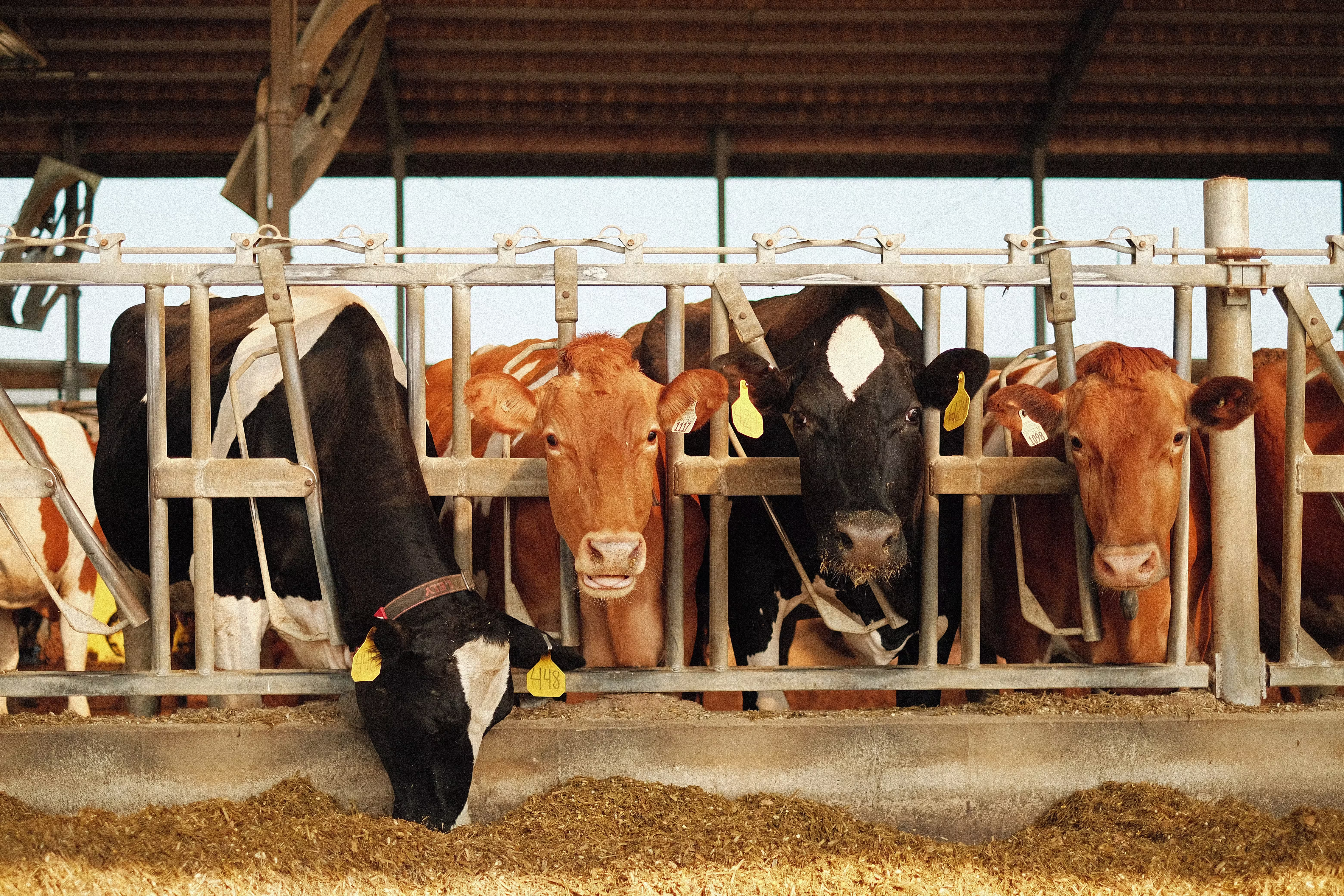 A line of cows in stalls on a dairy farm.