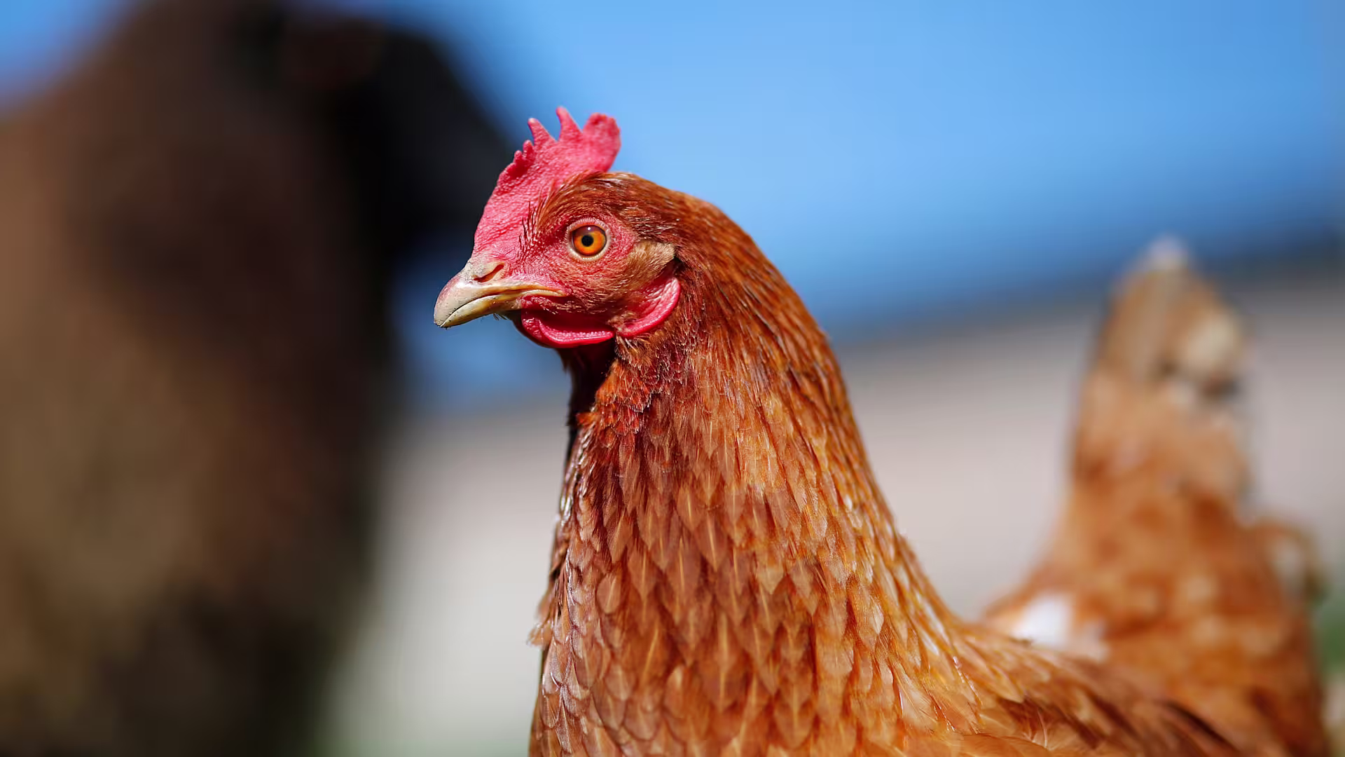 Annual Report Hero hen