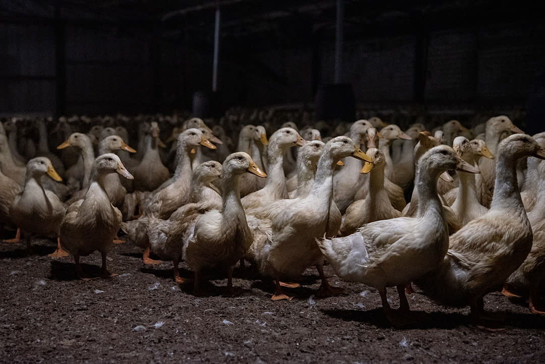 A group of ducks stand together on the filthy floor of a factory farm.