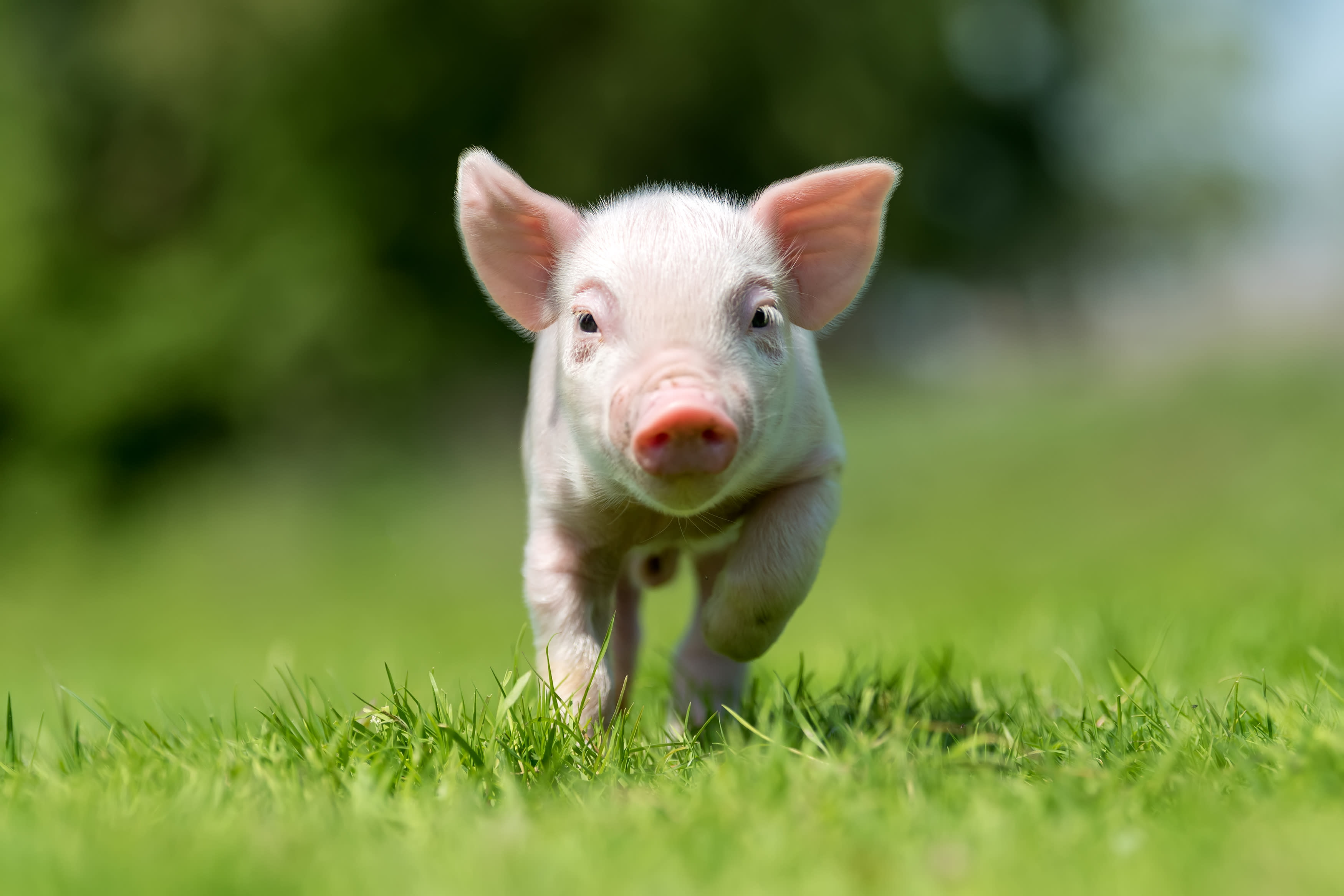 Hero Image_Piglet running towards camera
