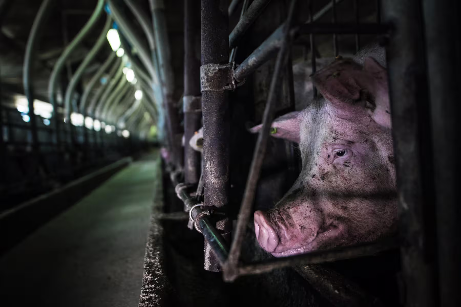 Sad Pigs