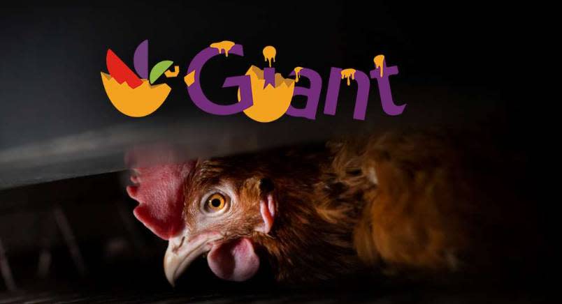 Giant Food cruelty logo over caged hen