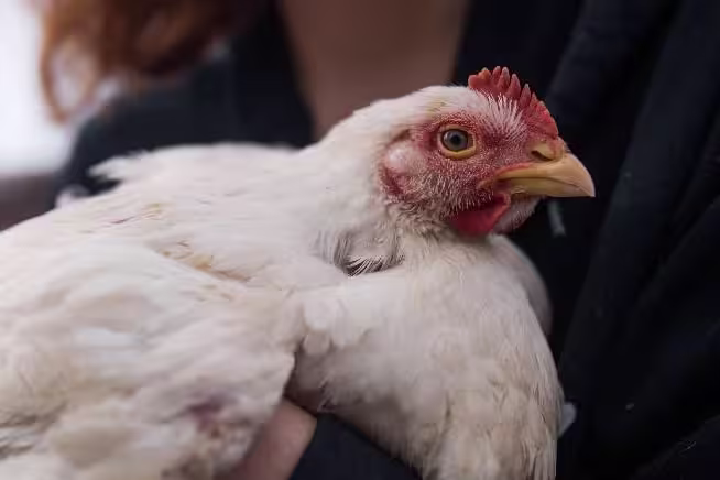 Chicken in arms wide image