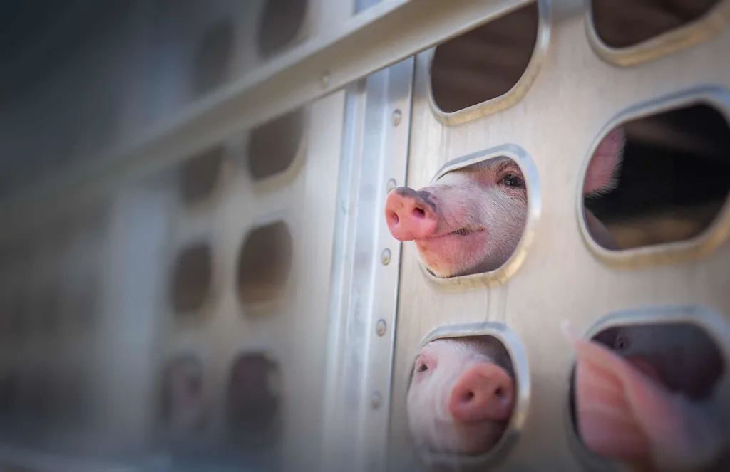 Pig in Cage Desktop Image