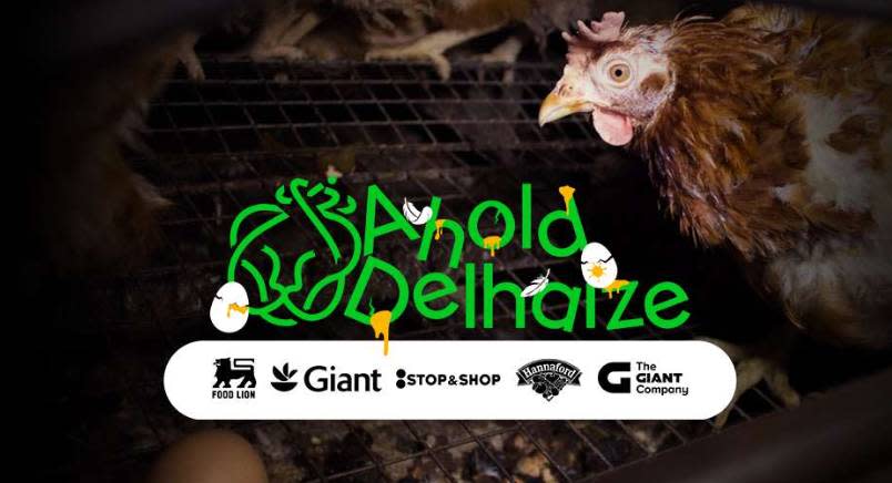 Ahold Delhaize cruelty logo over hen