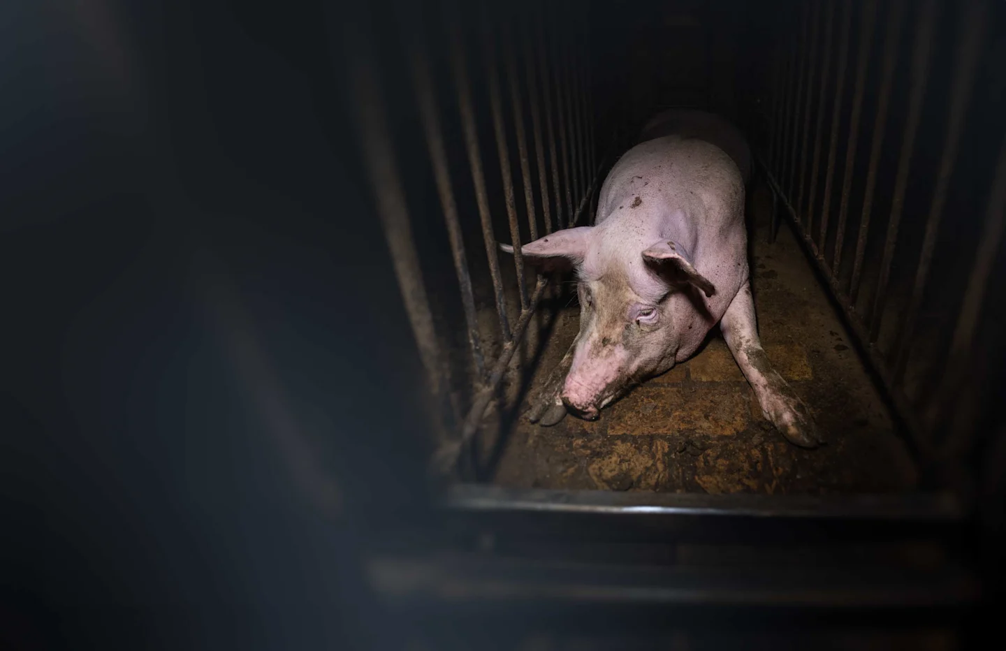 hp-hero-sow credit-Jo-Anne-McArthur---We-Animals desktop