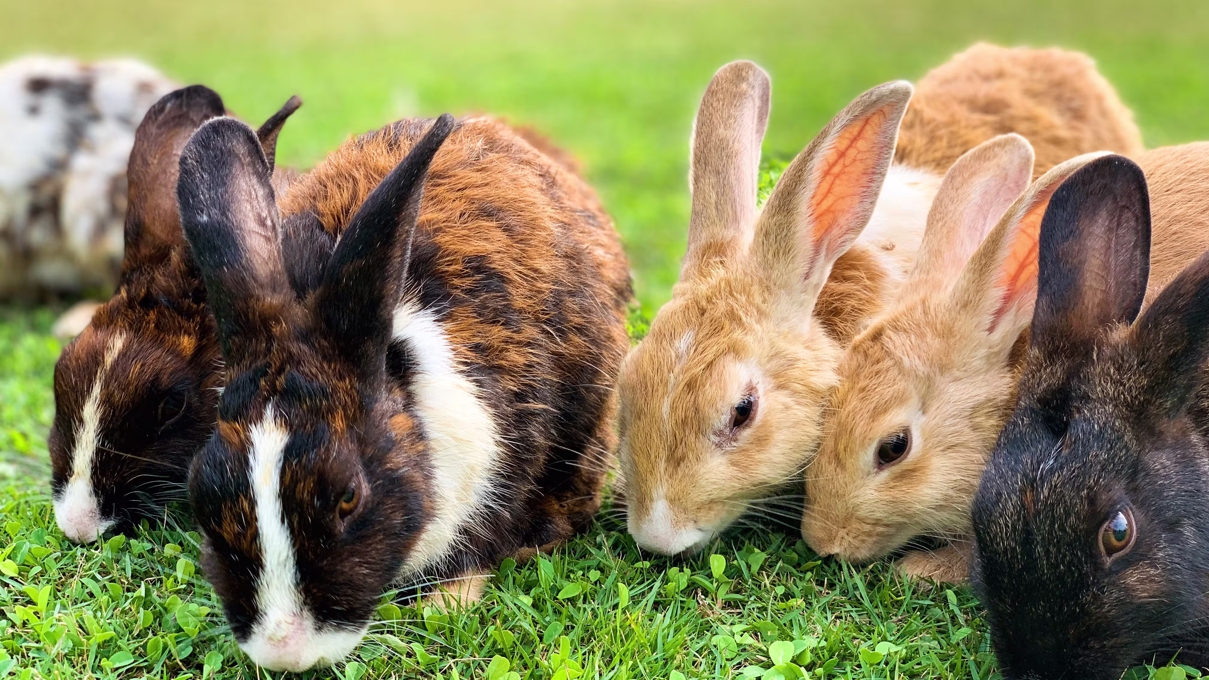 Celebrating this year's Animal image