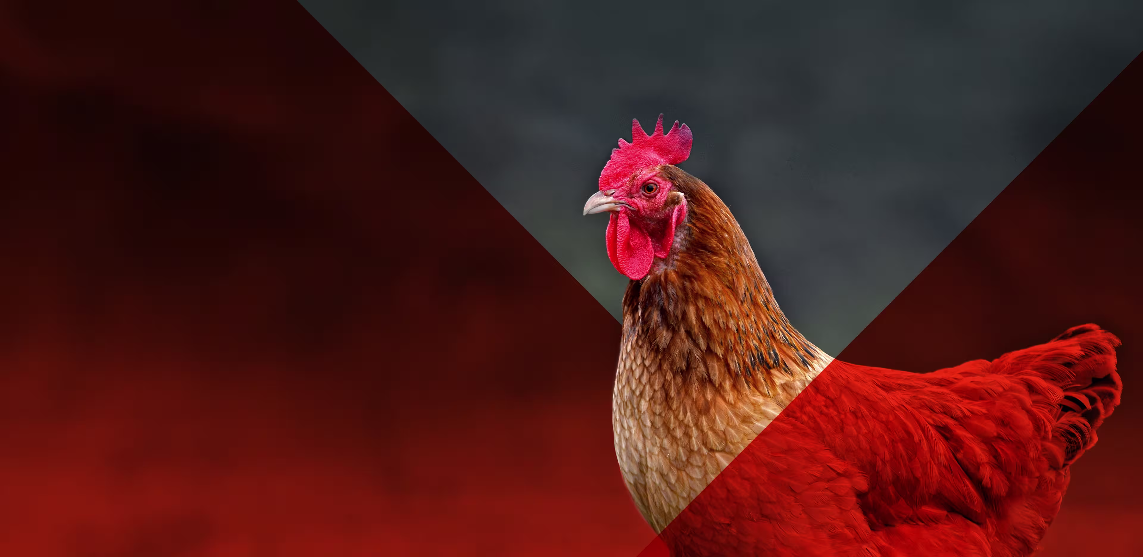 brown bold chicken and red overlays image