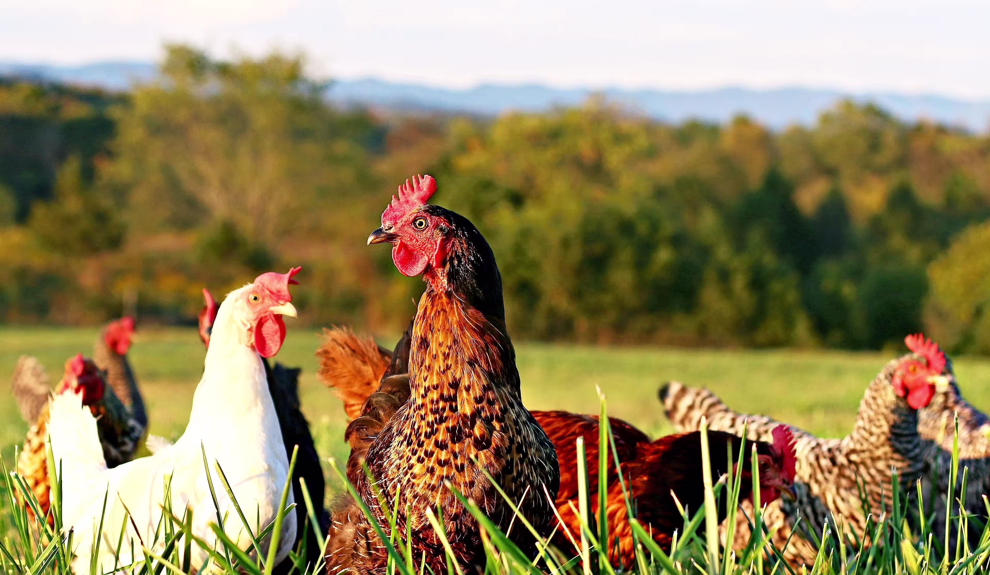 chickens-row-brown-white-horizon-grass