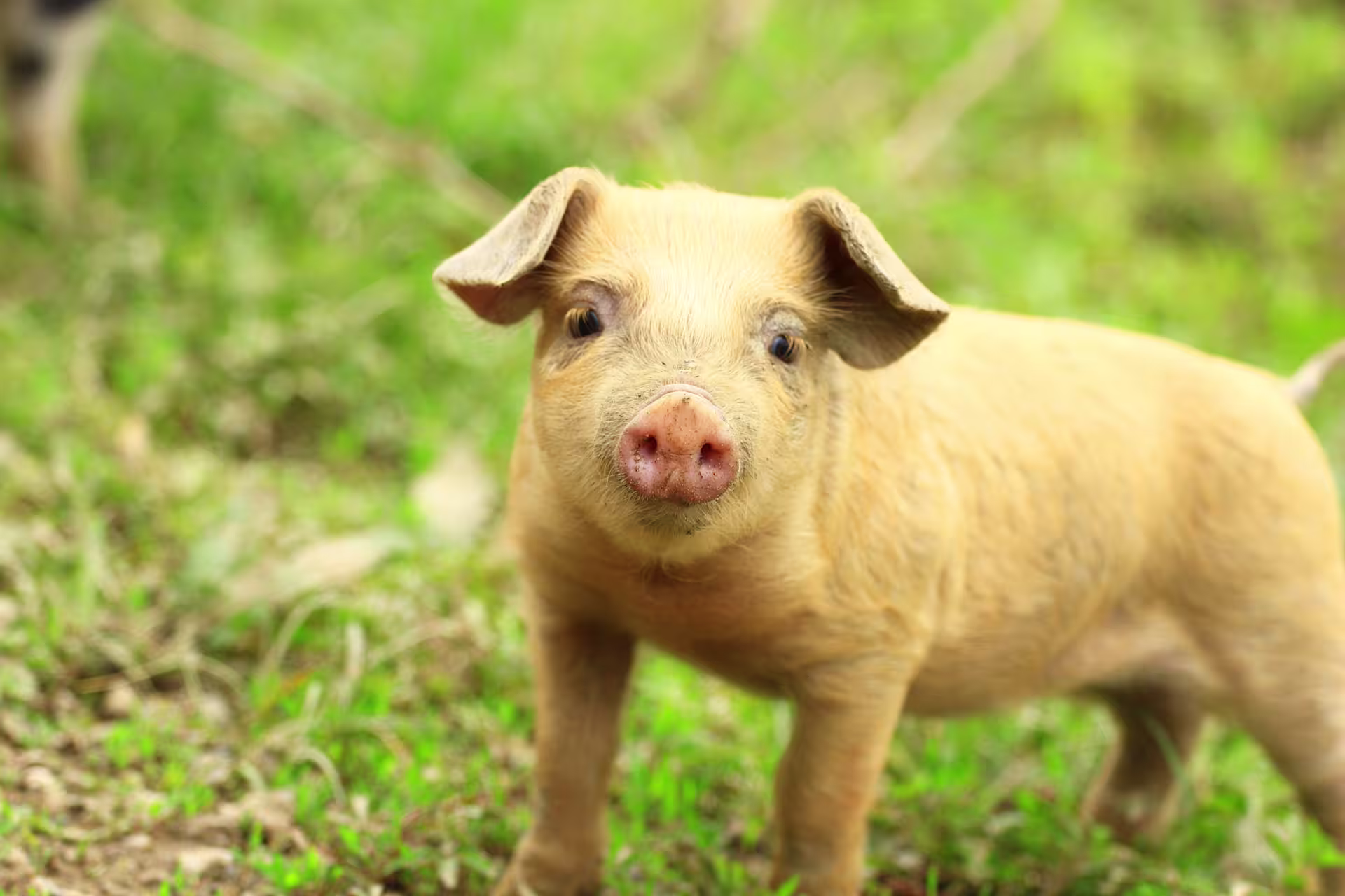 Hero Image_Pig_Shutterstock