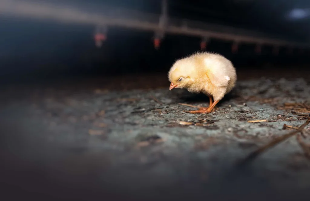 bg6-desktop Photo-Andrew-Skowron--We-Animals-Media