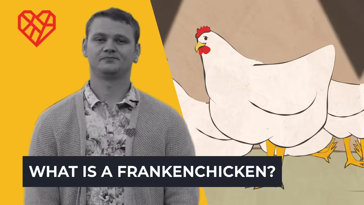 Illustration of a chicken with man standing in front. Text: What is a Frankenchicken