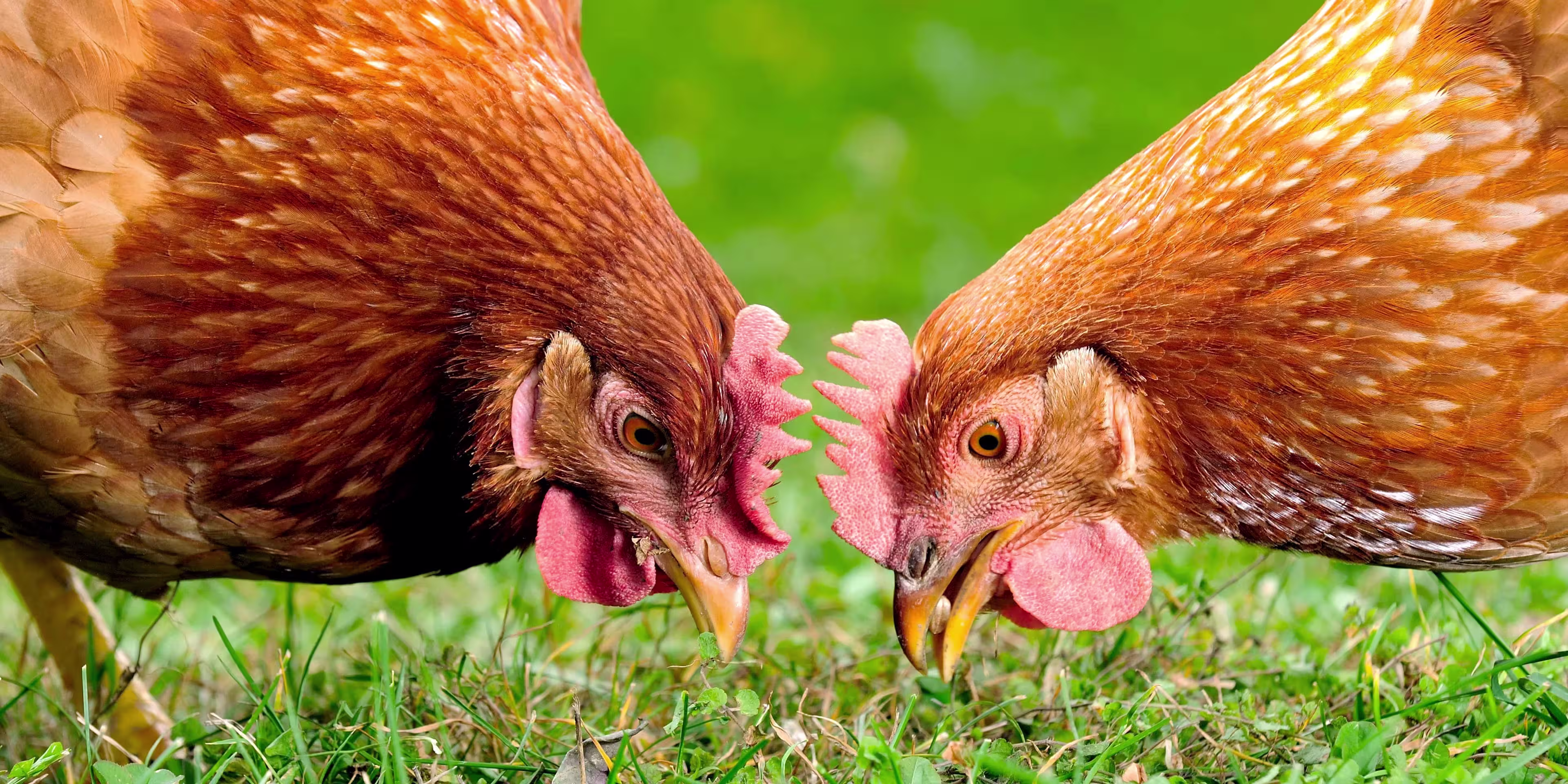 two-free-brown-hens-foraging-grass