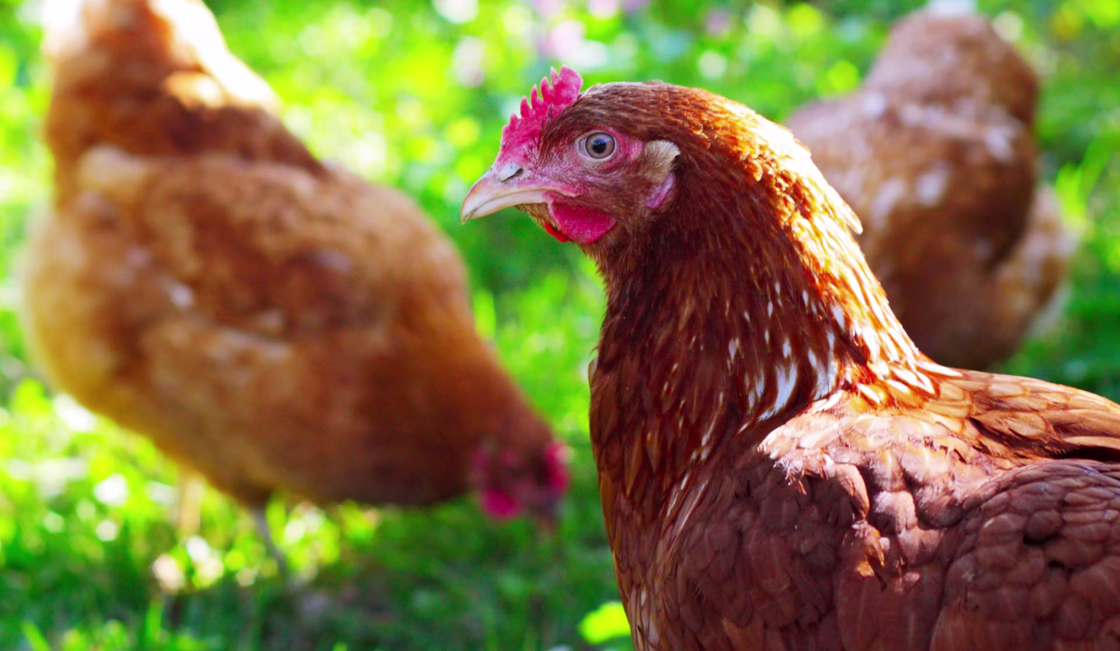 group-brown-chickens-sunshine-greenery-focus-single-foreground