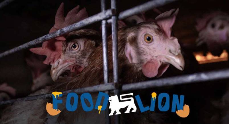 Two hens in a cage with food lion logo