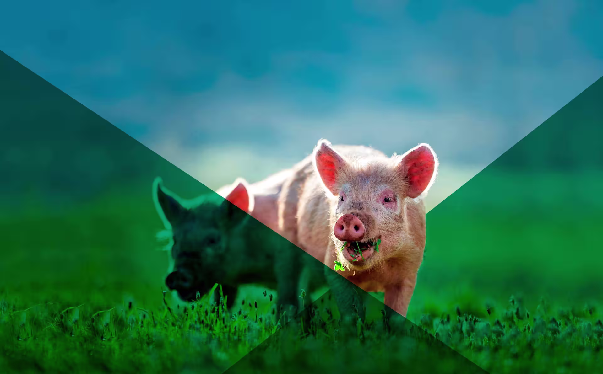 two-happy-piglets-sunshine-field-blue-sky-green-overlays