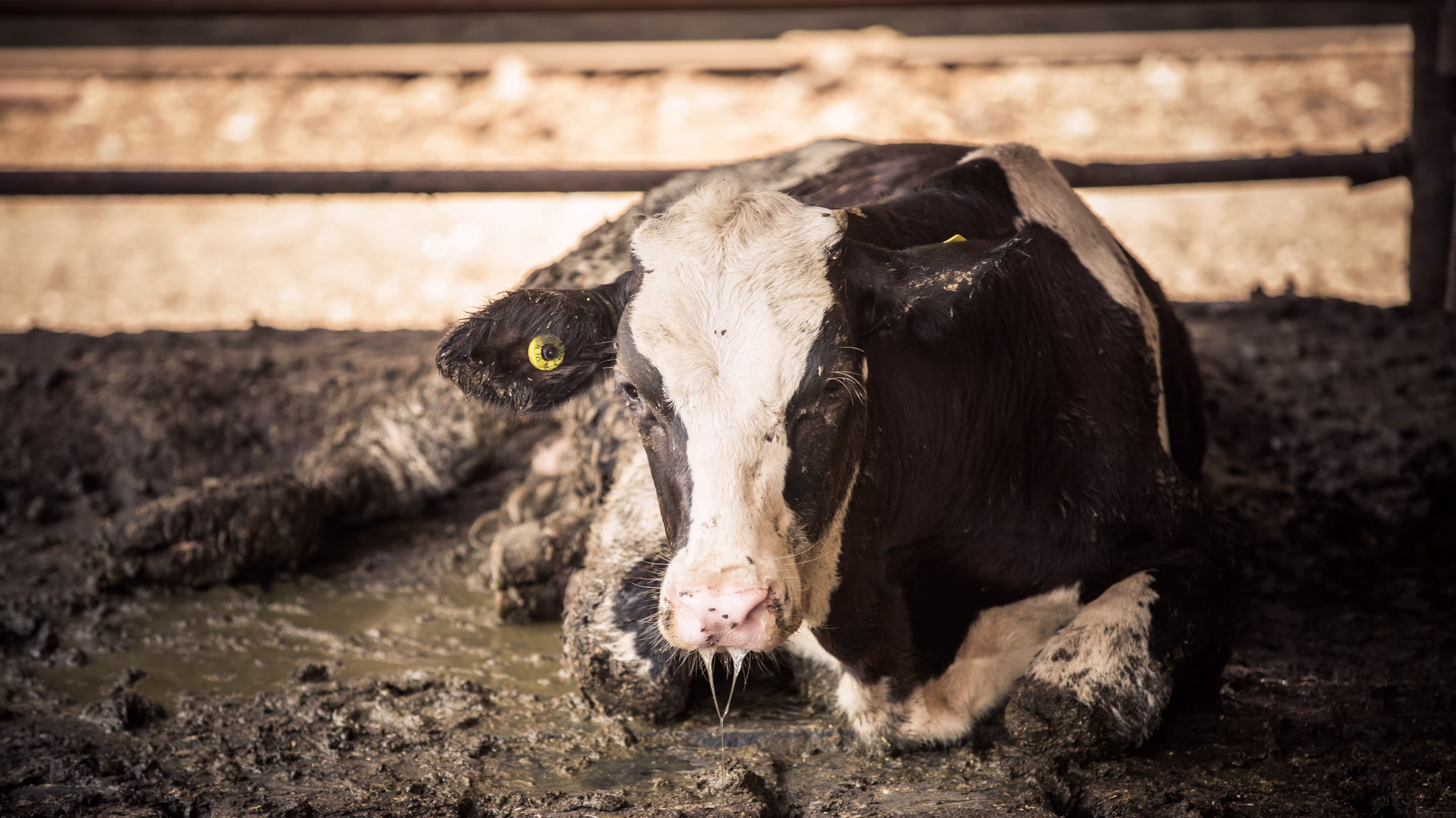 Six reasons why the fight image