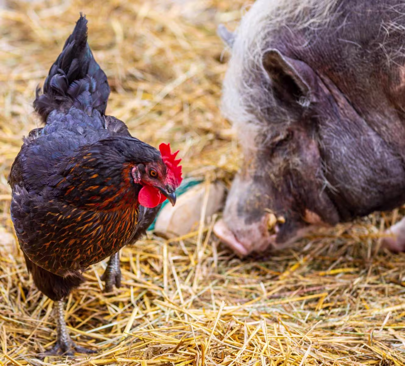 Triumph Lawsuit Maxi Image