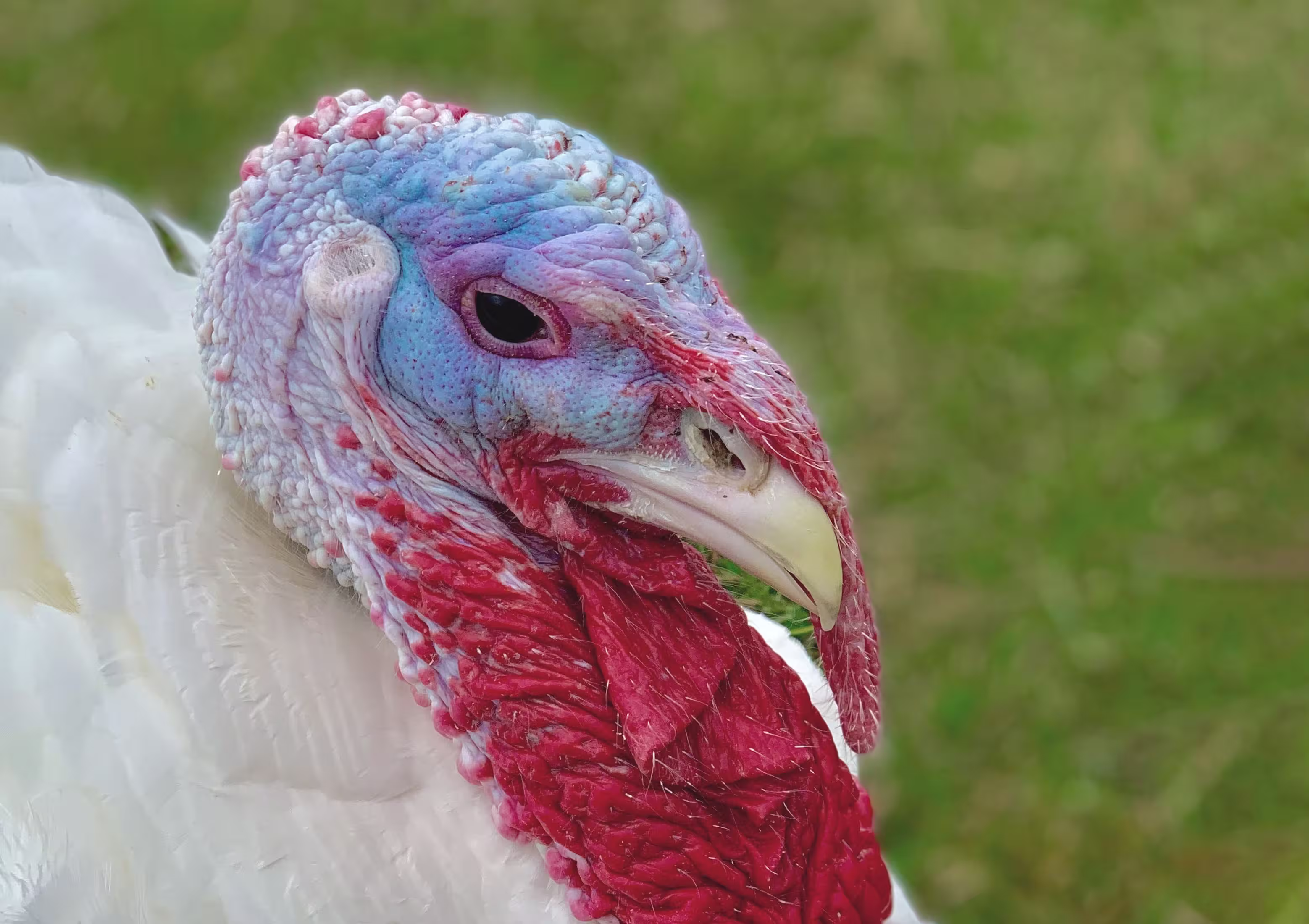 Close up turkey