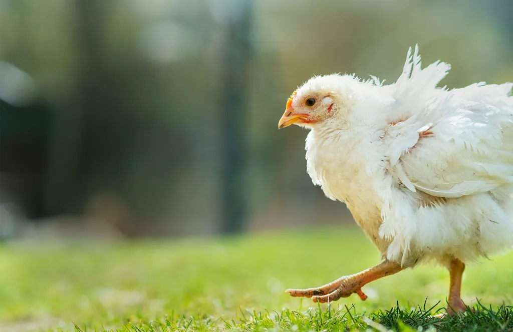 Homepage Hero_White chicken in grass