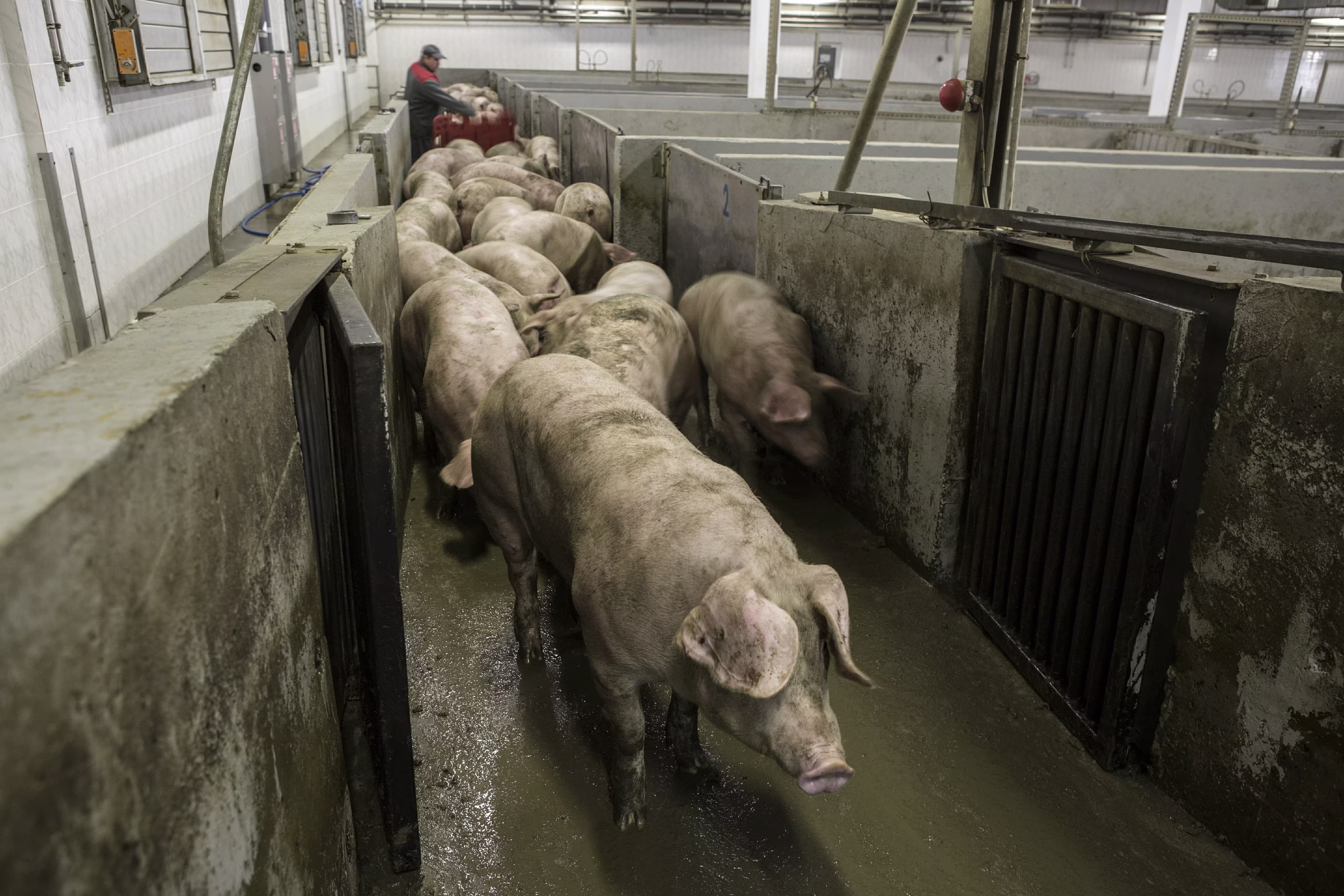 Pigs are brought into the facility where they'll be slaughtered.