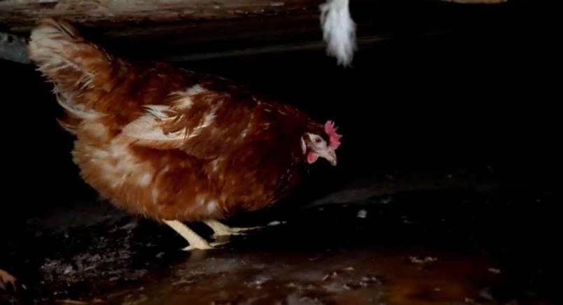 Brown hen standing in waste