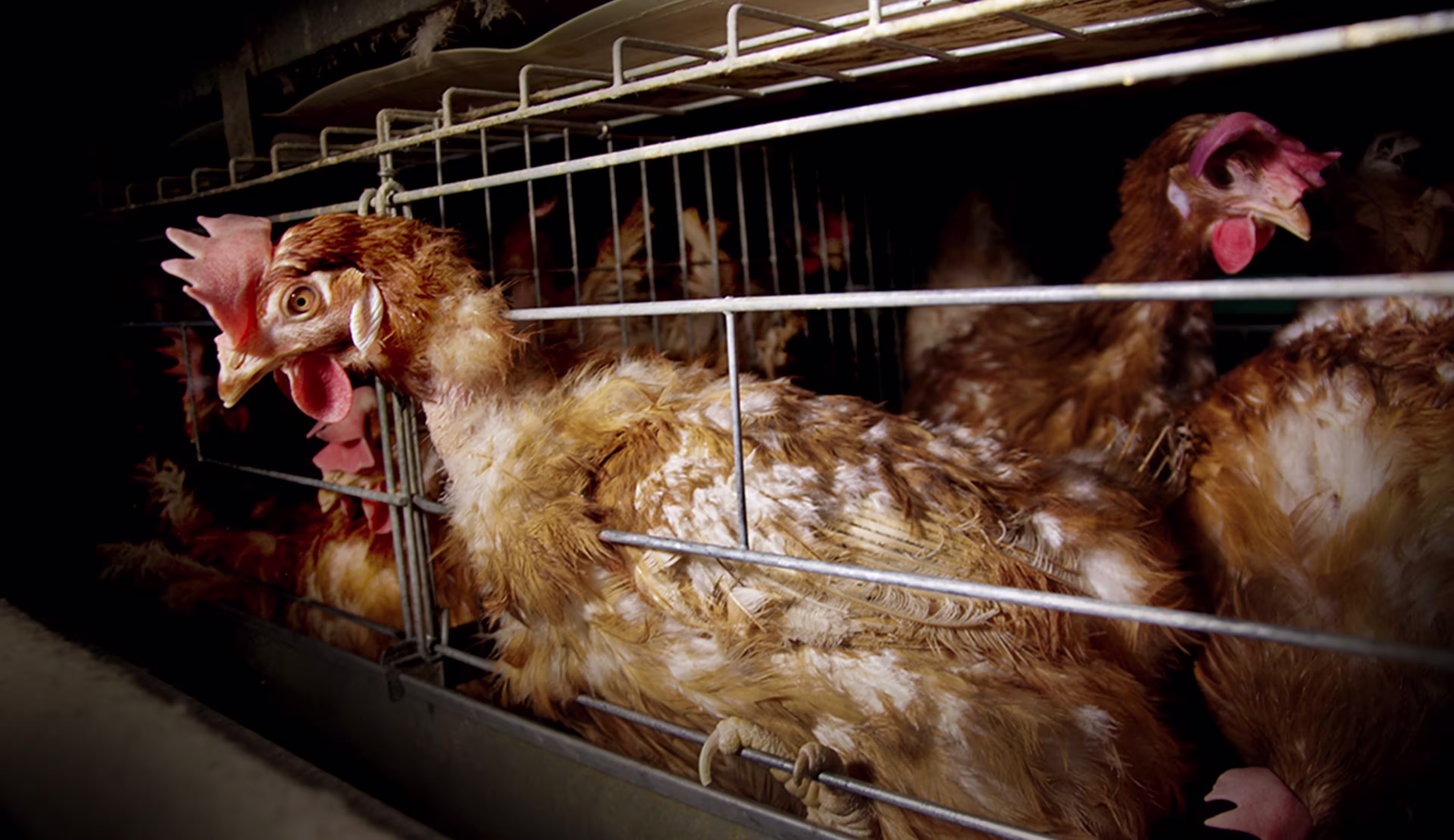 egg-laying-hen-dark-crowded-cage-feather-loss- animal-abuse-TK