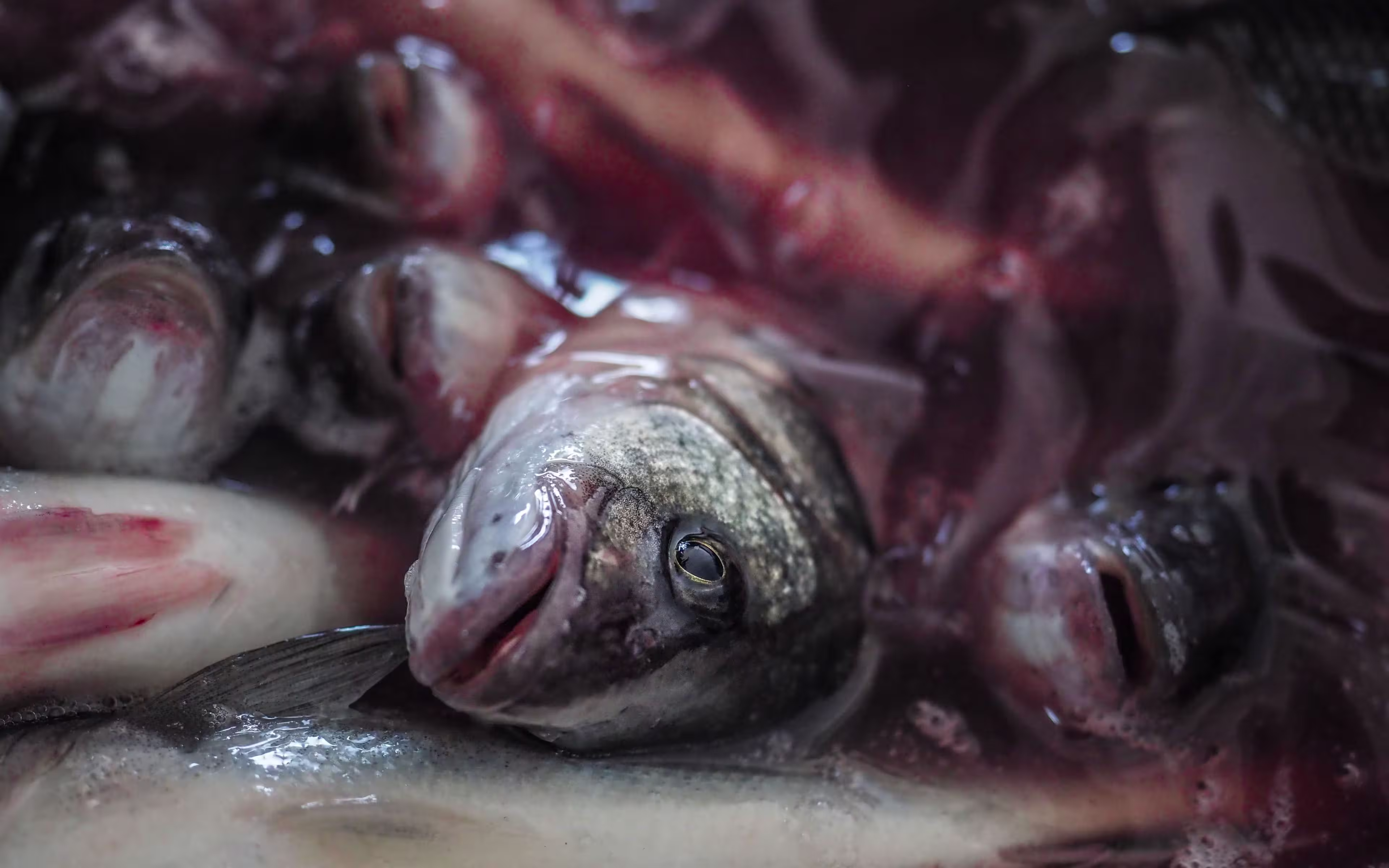 Do fish feel pain hero