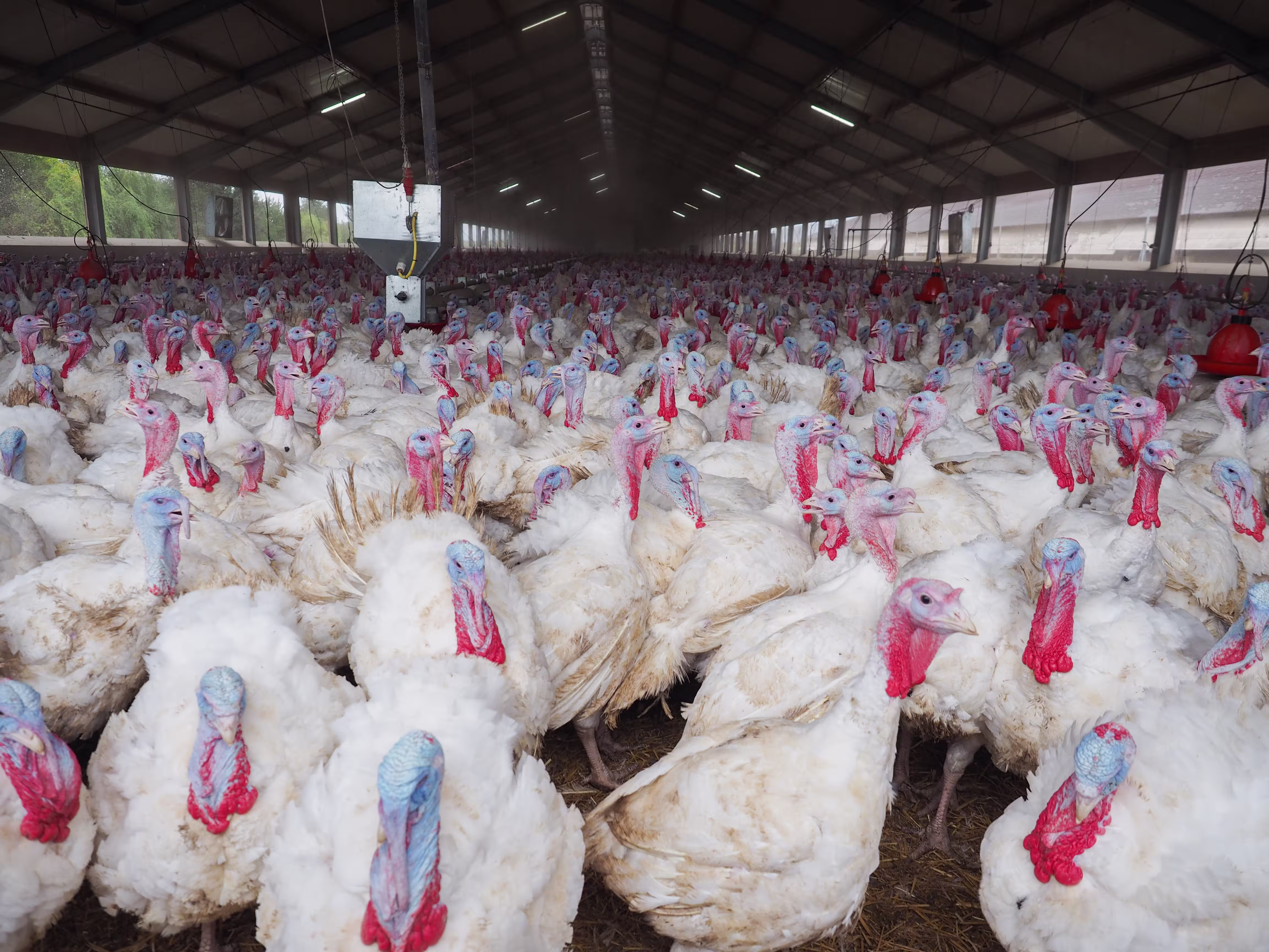 Huge number of turkeys crowded together in a dirty barn