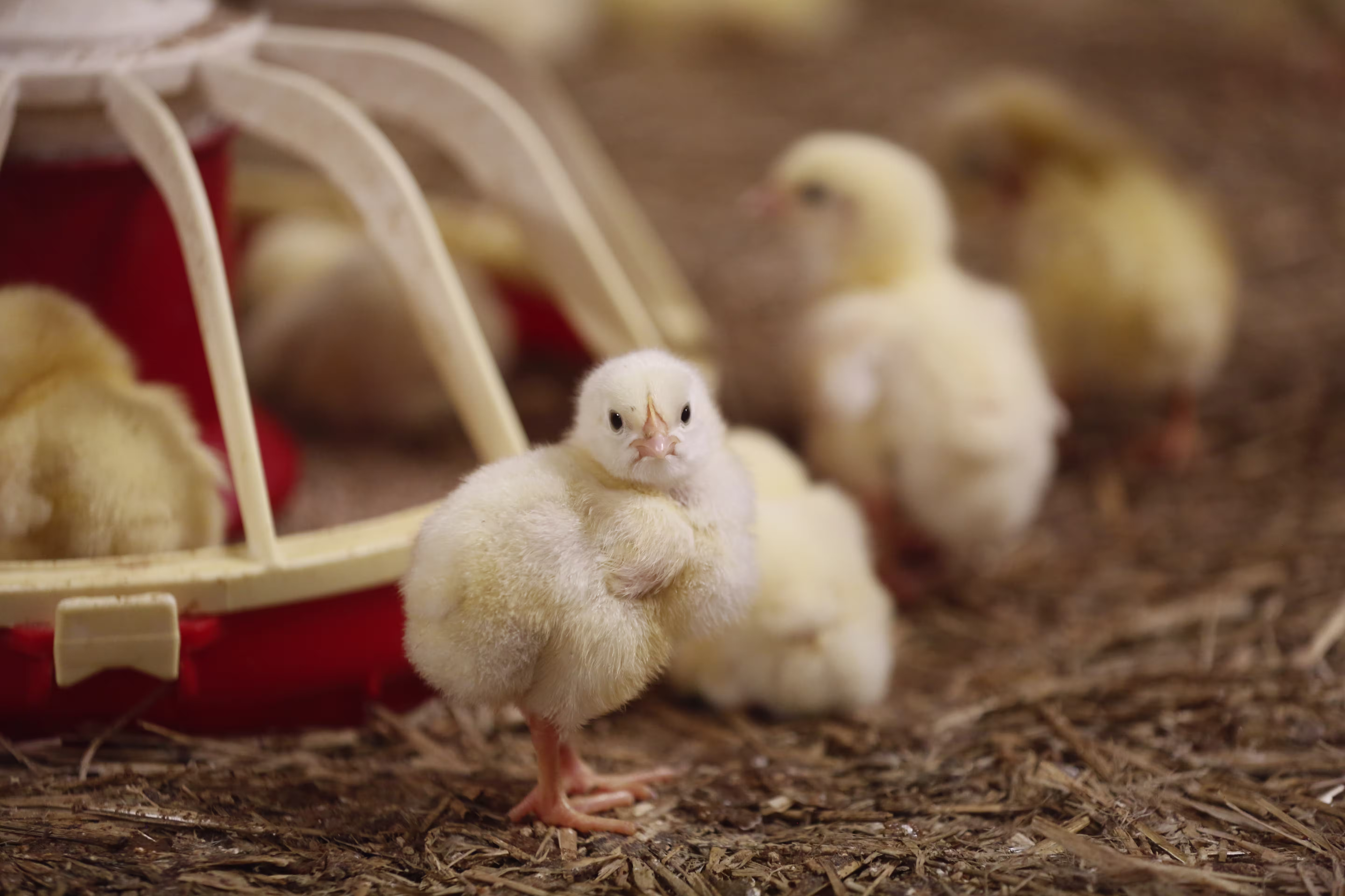 Broiler chick next to feeder