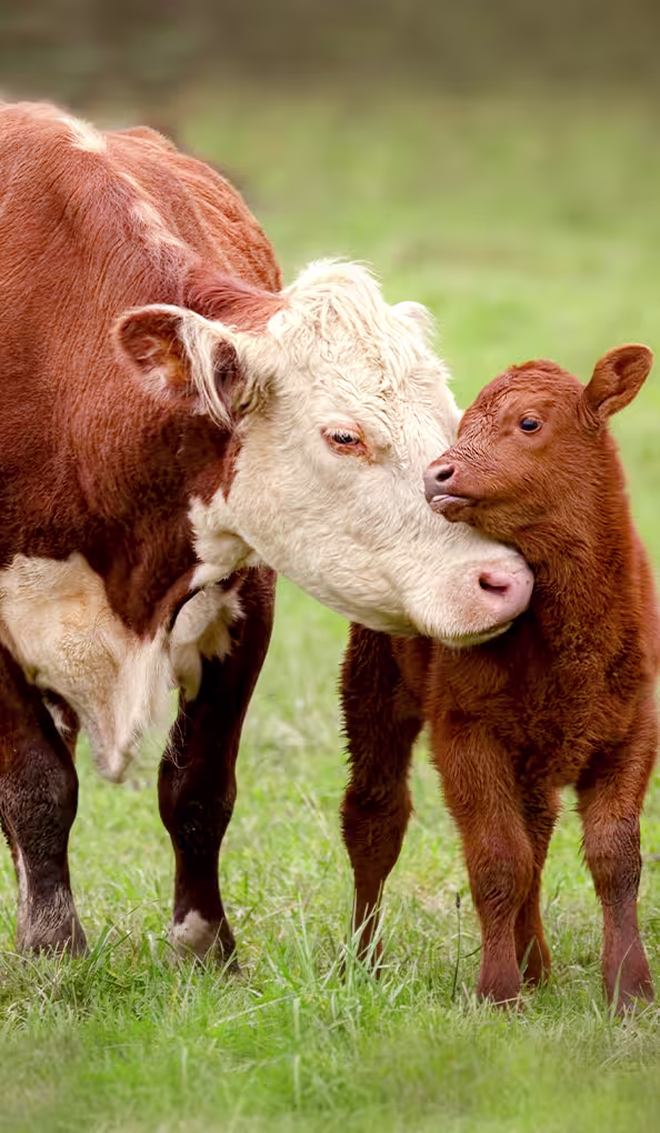 eating-veg-choose-reason-cards-for-the-animals