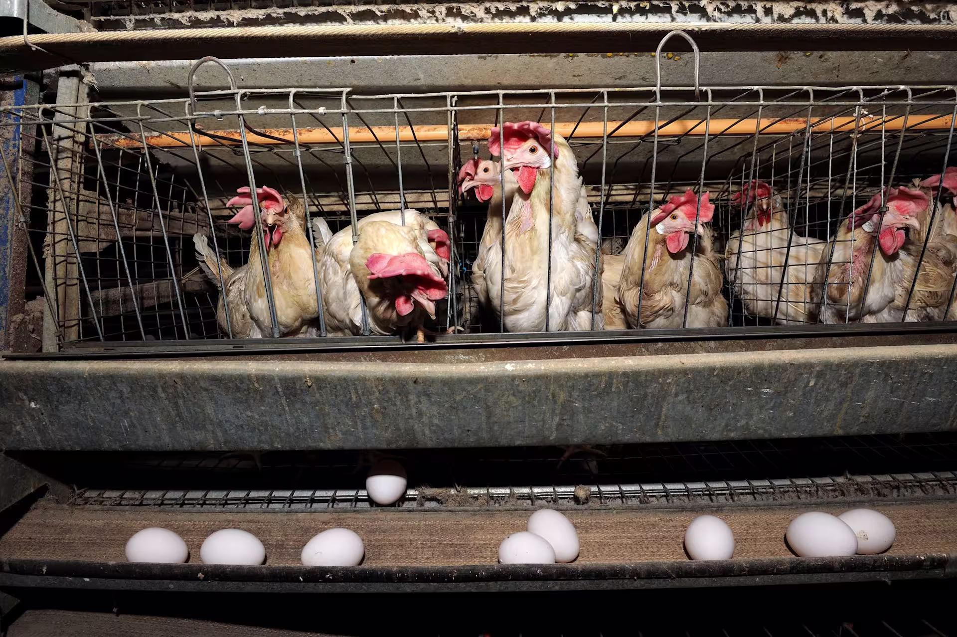Chickens image 2