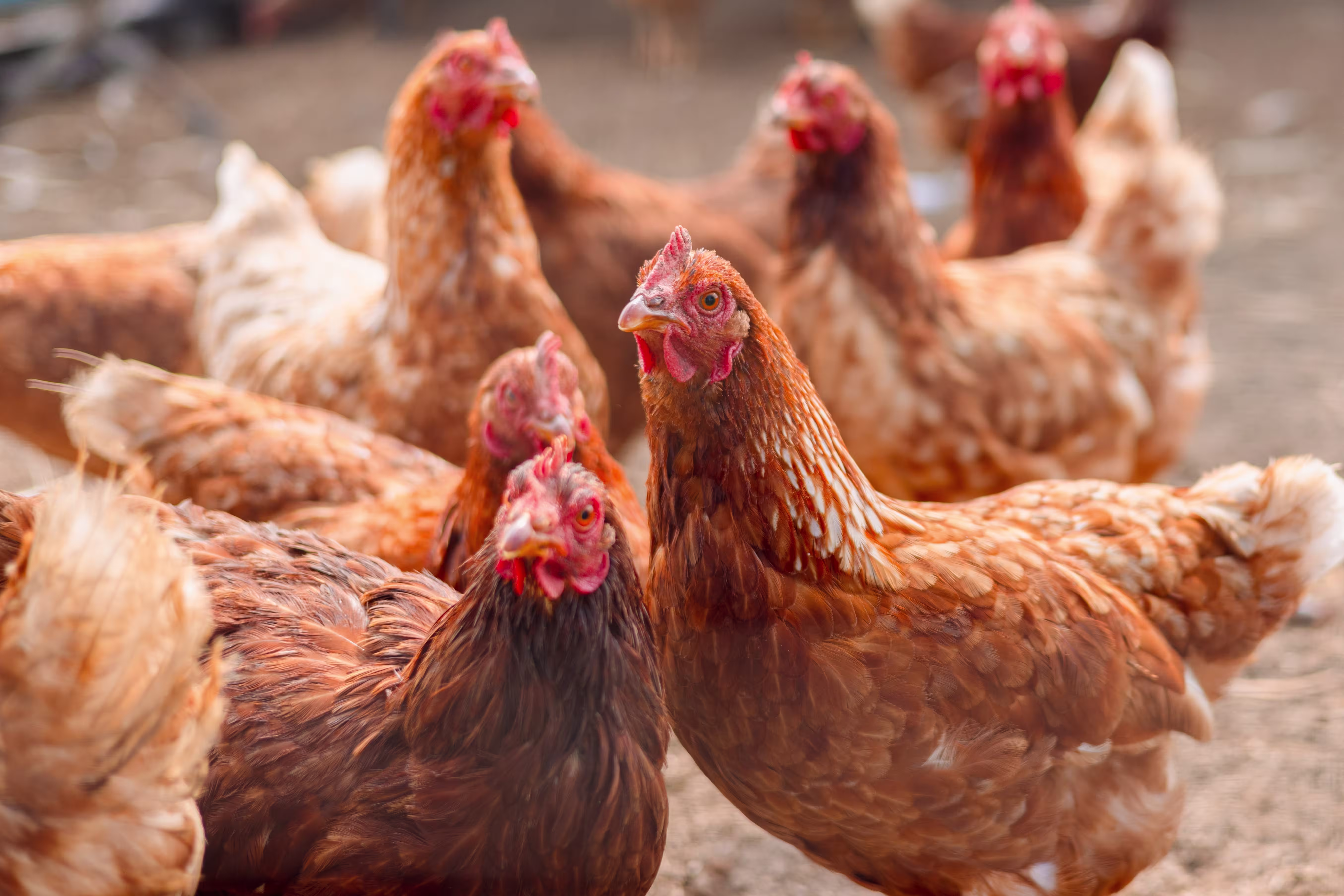 shutterstock 2331165071