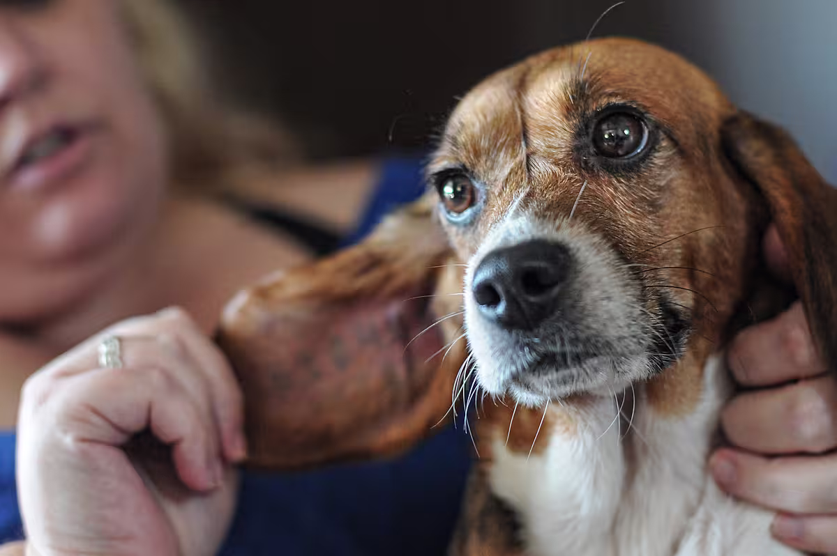 A person holds a beagle by the ear, revealing that the beagle has a tattoo on the inside of her ear.