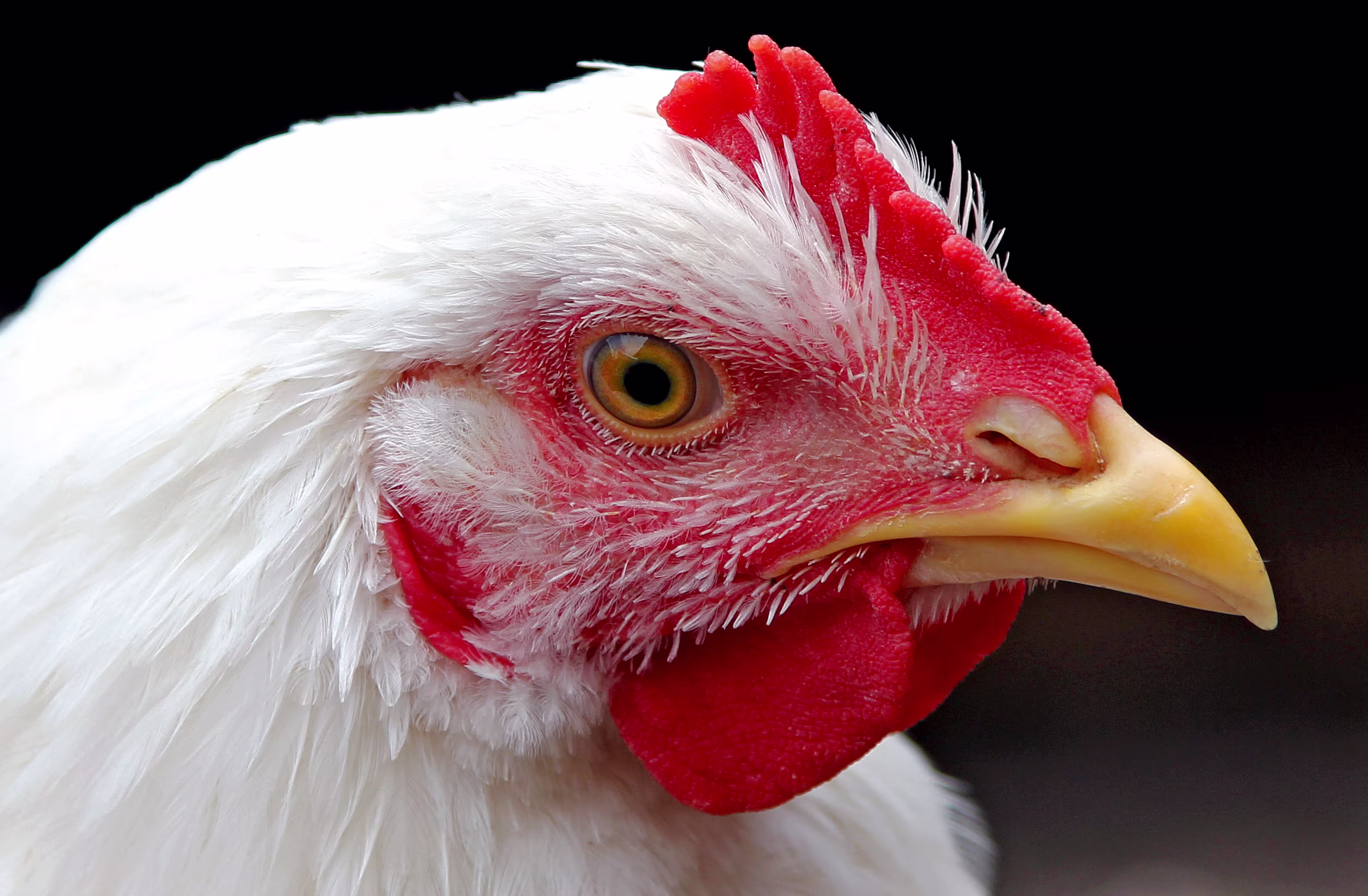 KFC commitment image